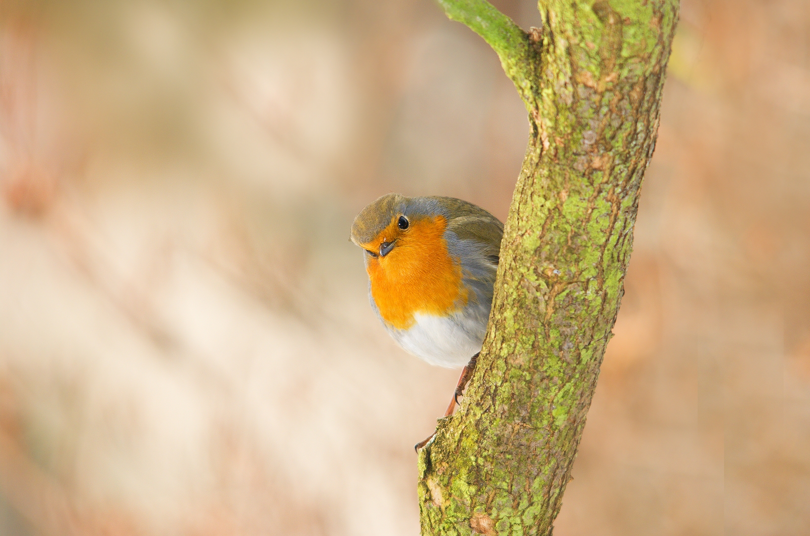 Robin-Erithacus rubecula)