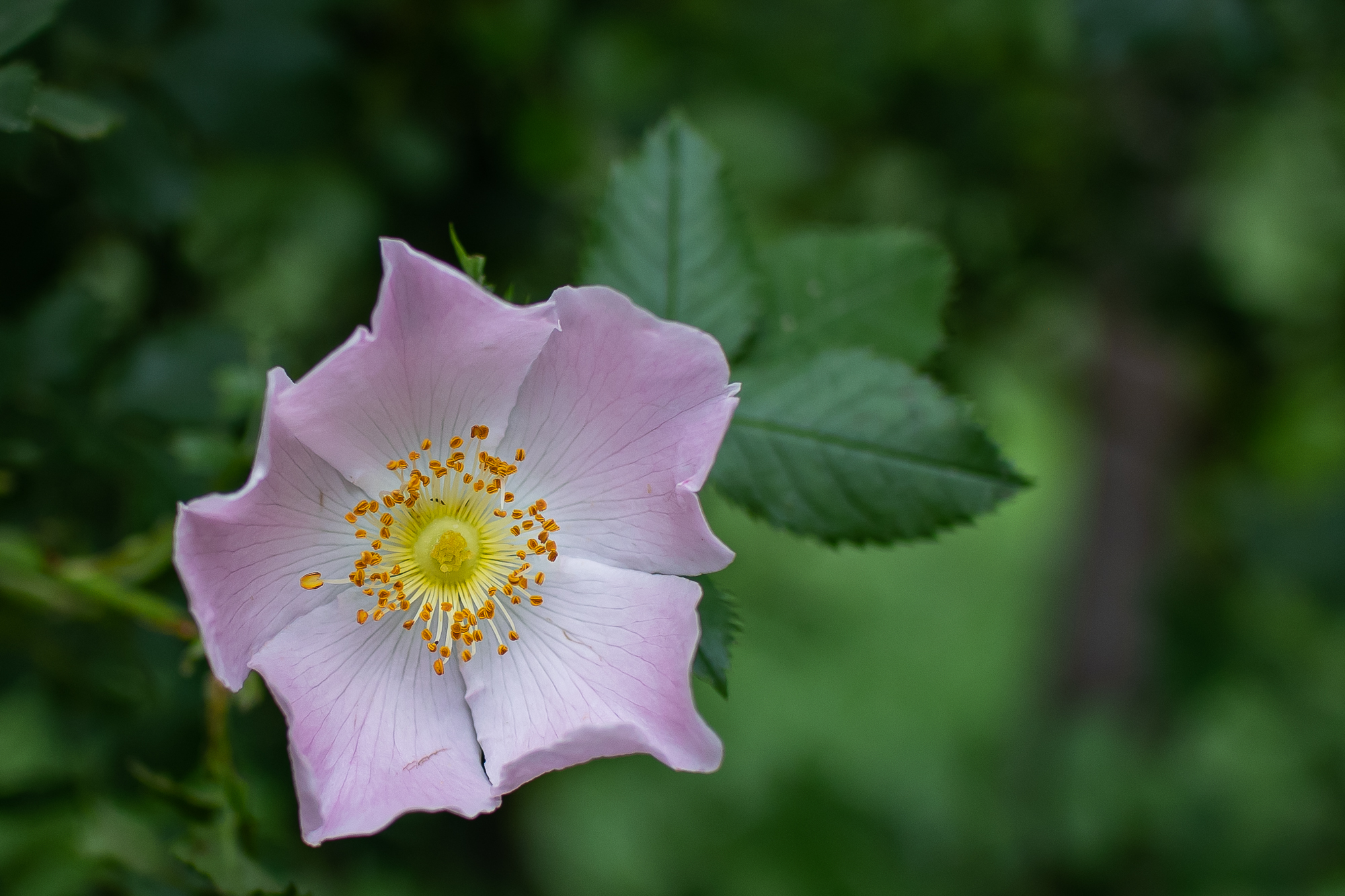 Rosa canina
