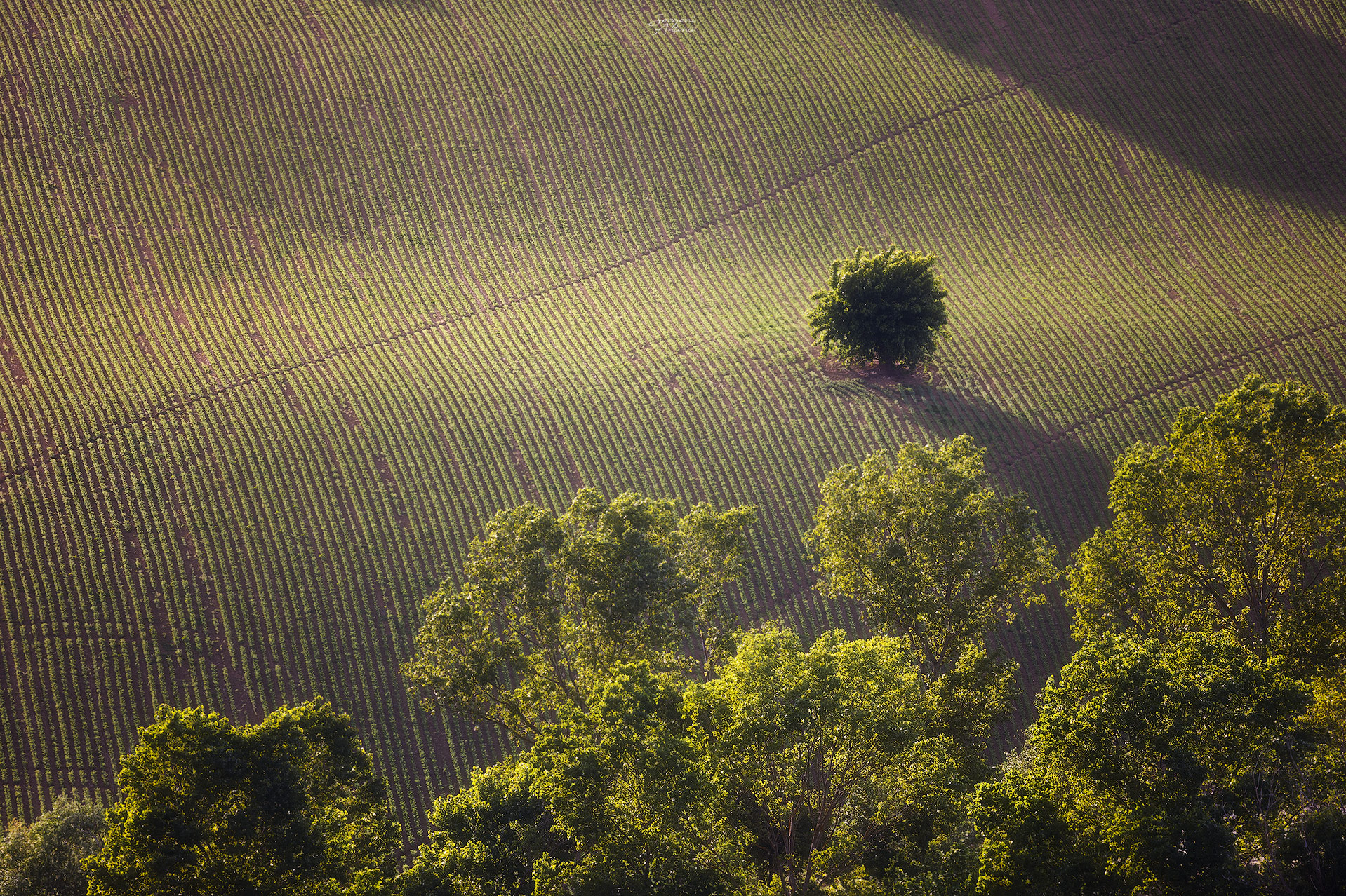 Goodbye lockdown - sunset of the Marche countryside
