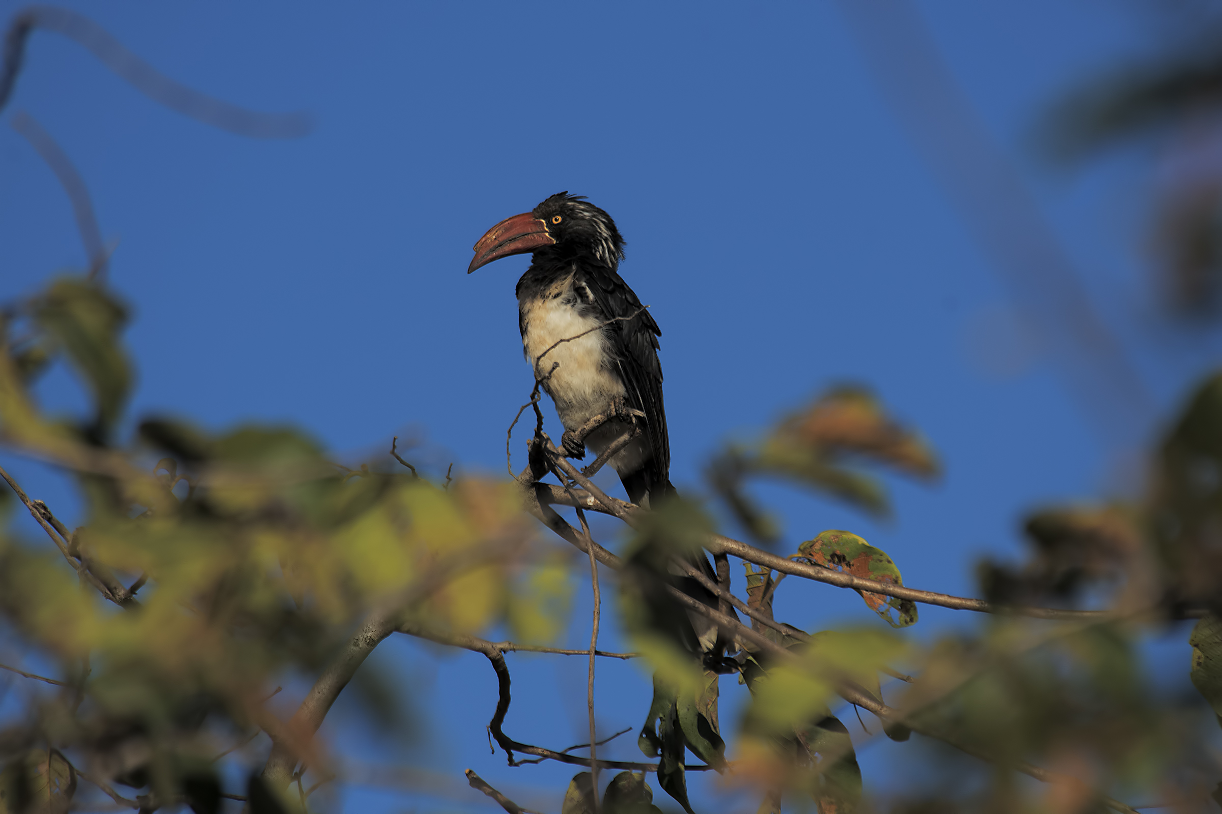 Bucero codabianca - Lophoceros alboterminatus