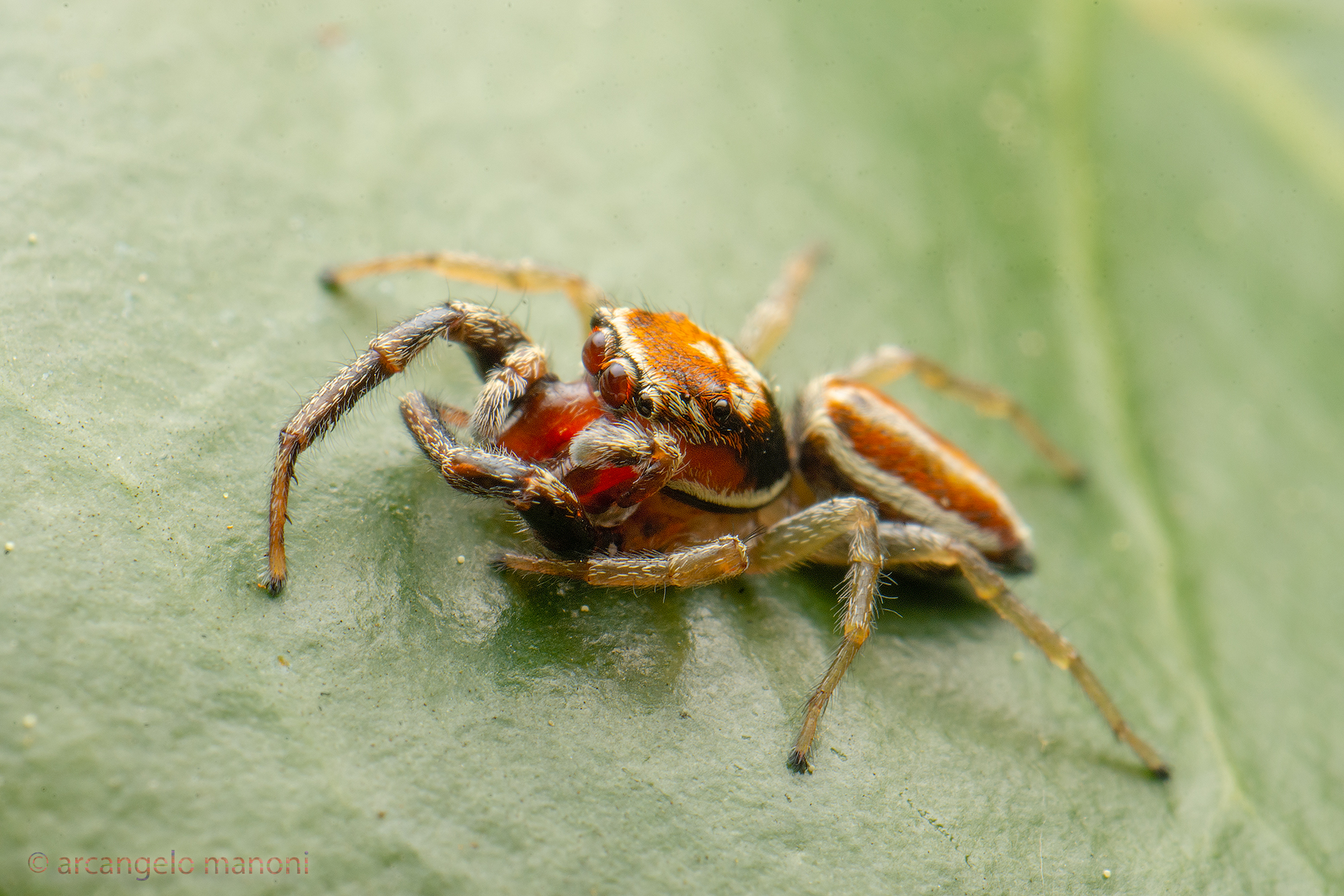 Vi presento ''occhi di fuoco''