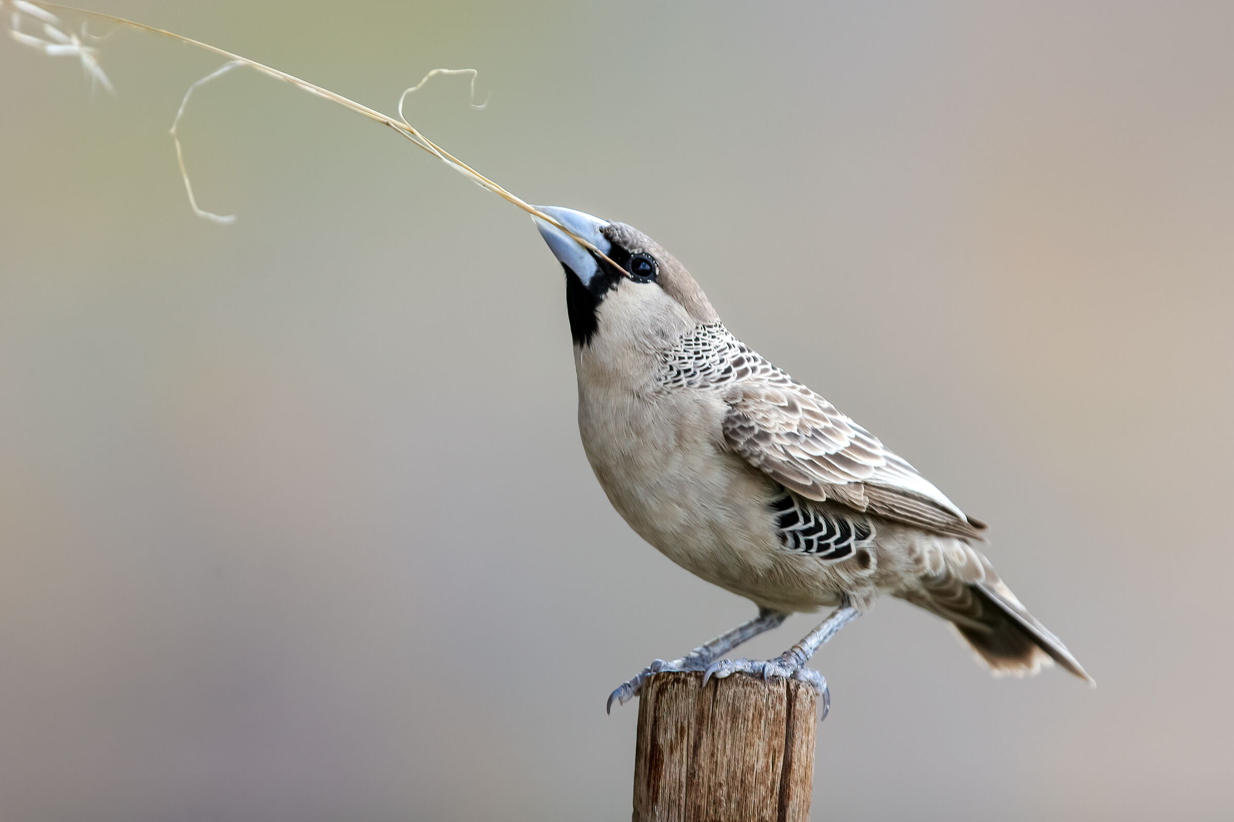 Passero repubblicano