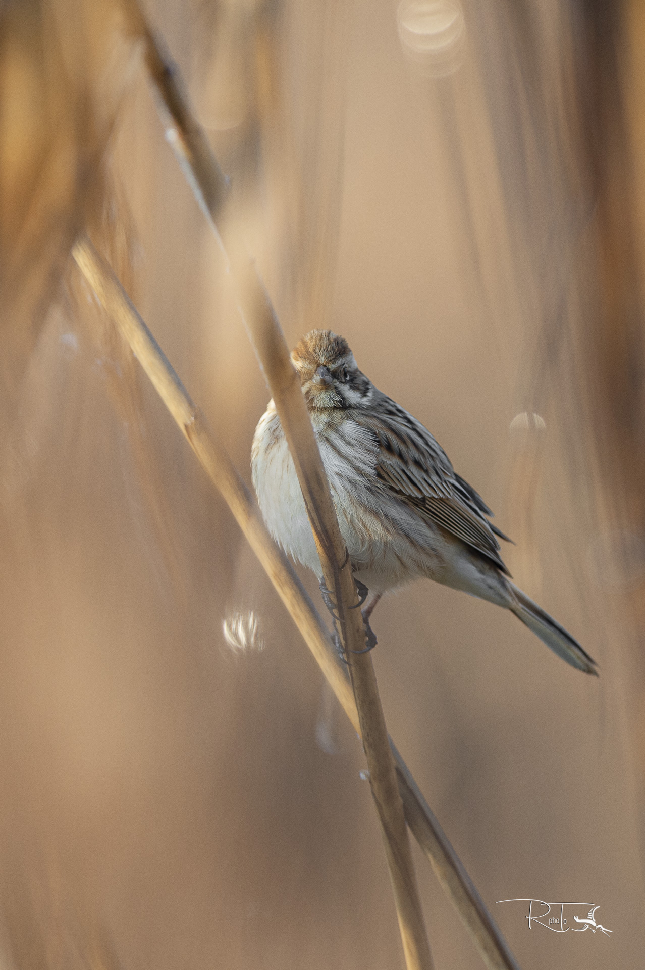 migliarino di palude