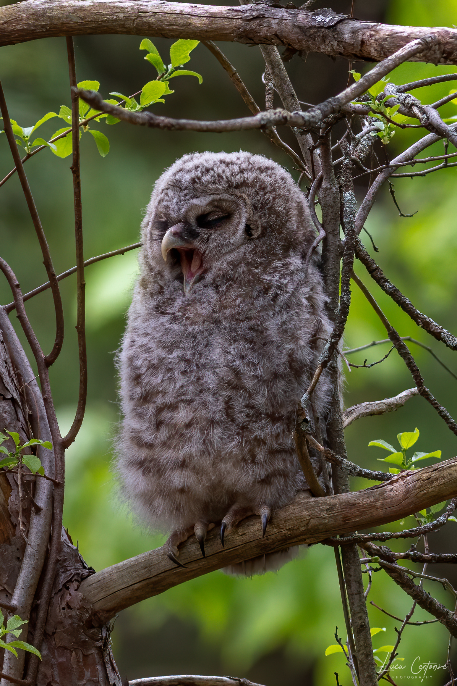 Baby Barred Owl