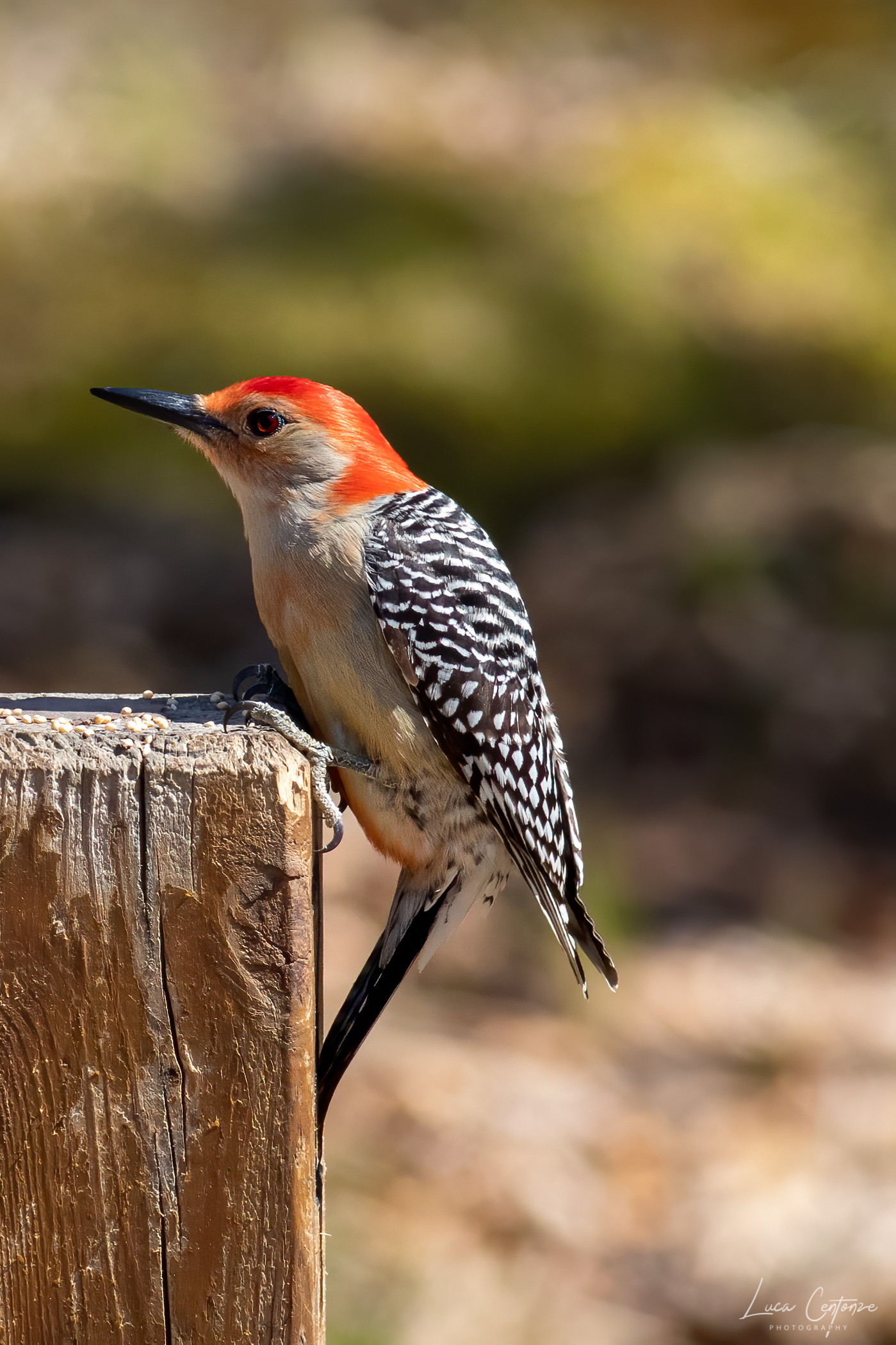 Red Bellied Woodpecker