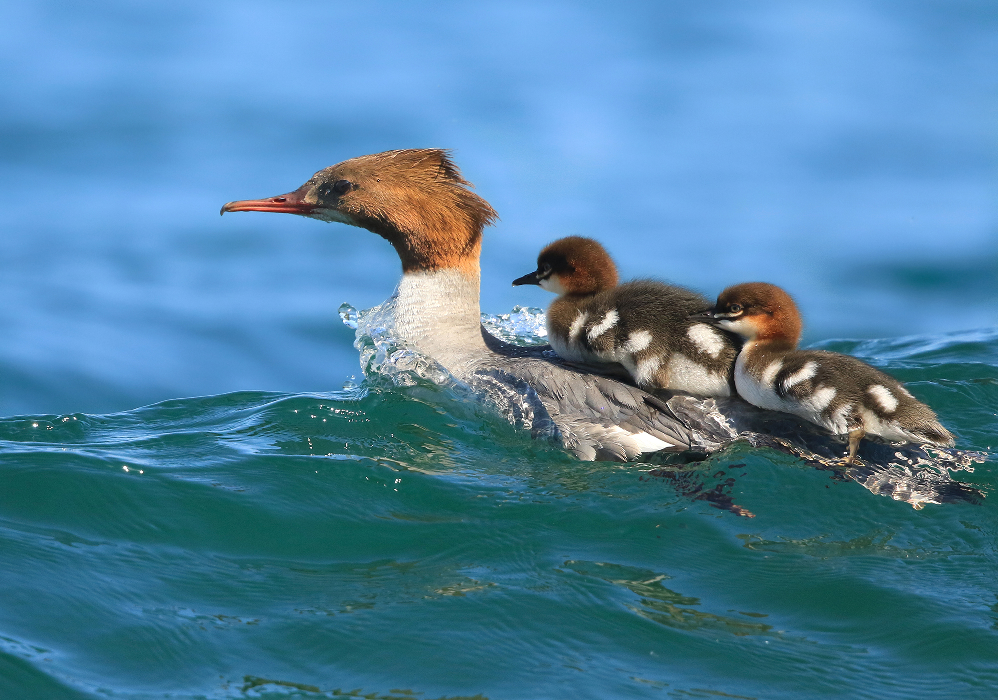 sulla cresta dell'onda, smergo con piccoli