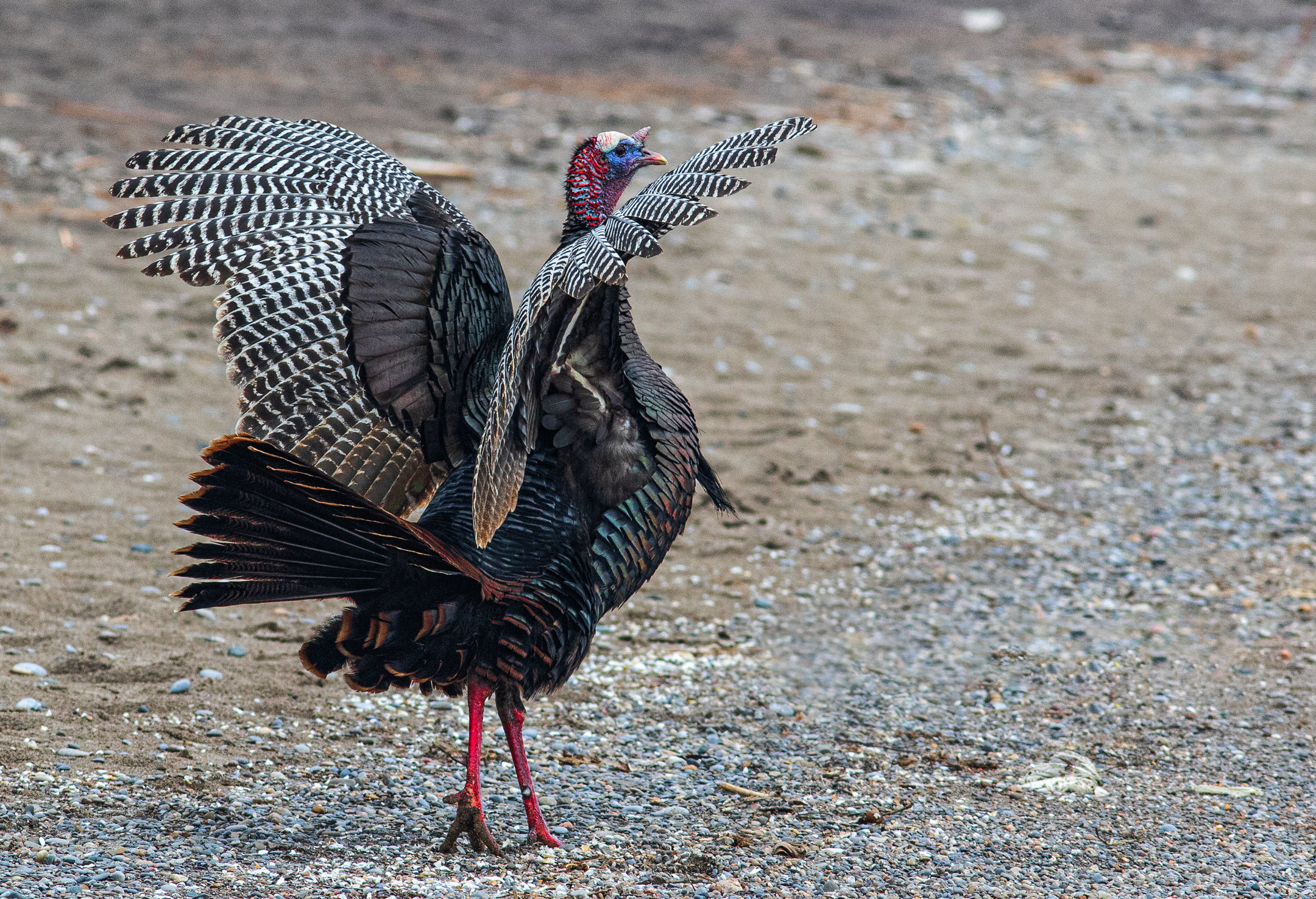 Wild Turkey