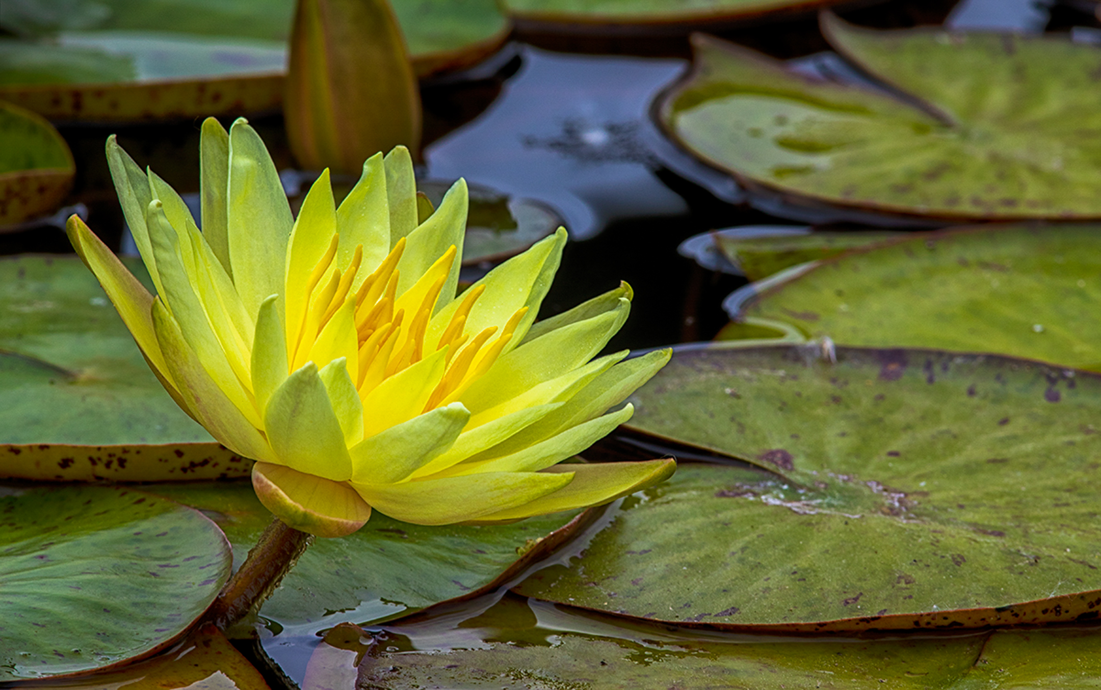 Water Lily