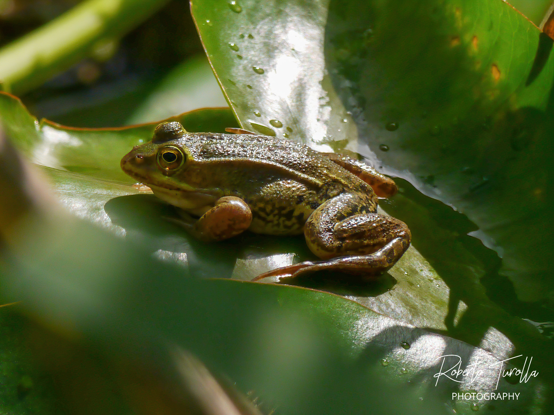 Frogs at Cave Park