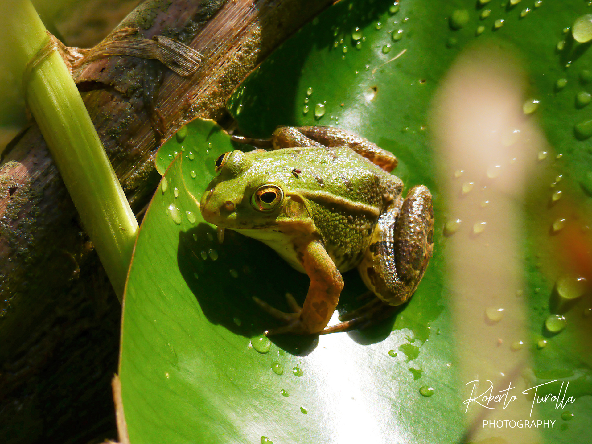 Frogs at Cave Park
