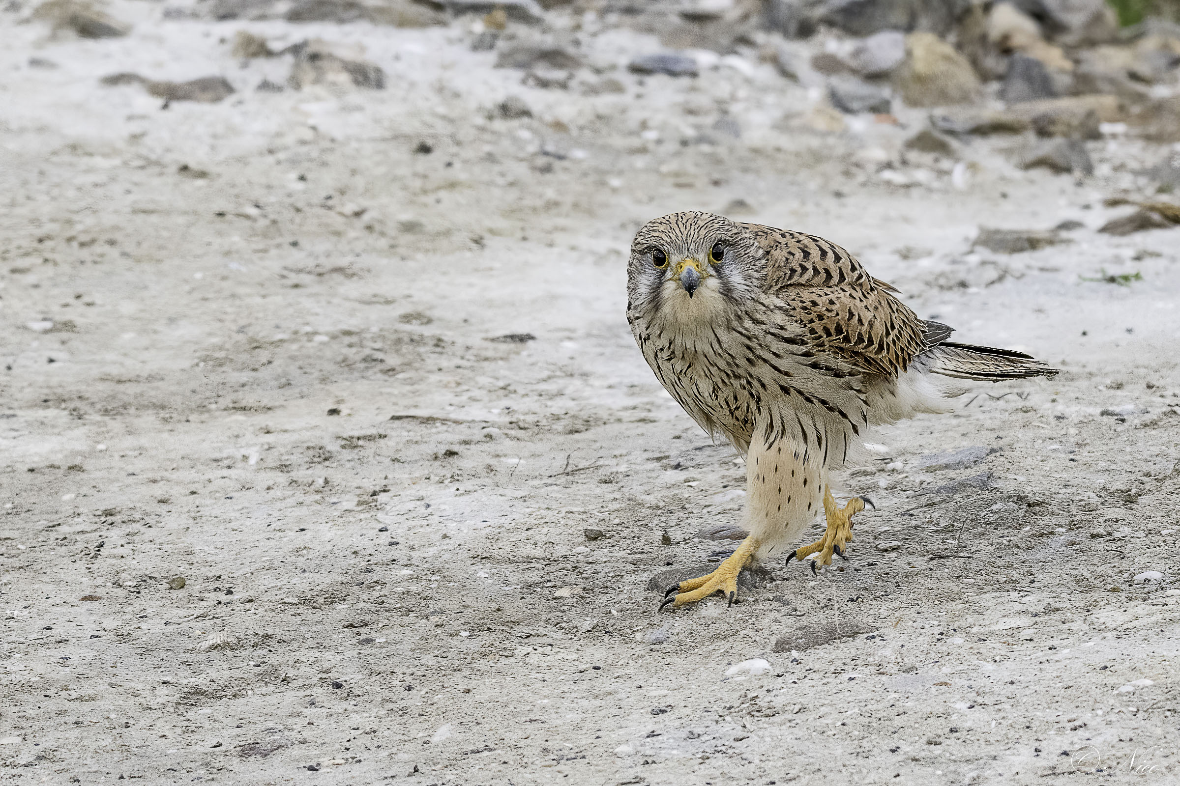 I'm going for a walk