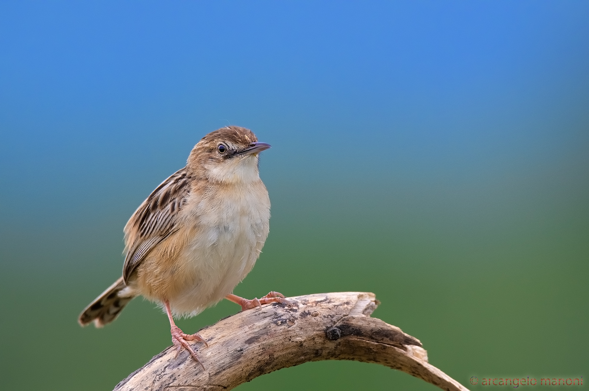And the sky is getting blueer on the beccamoschino.....