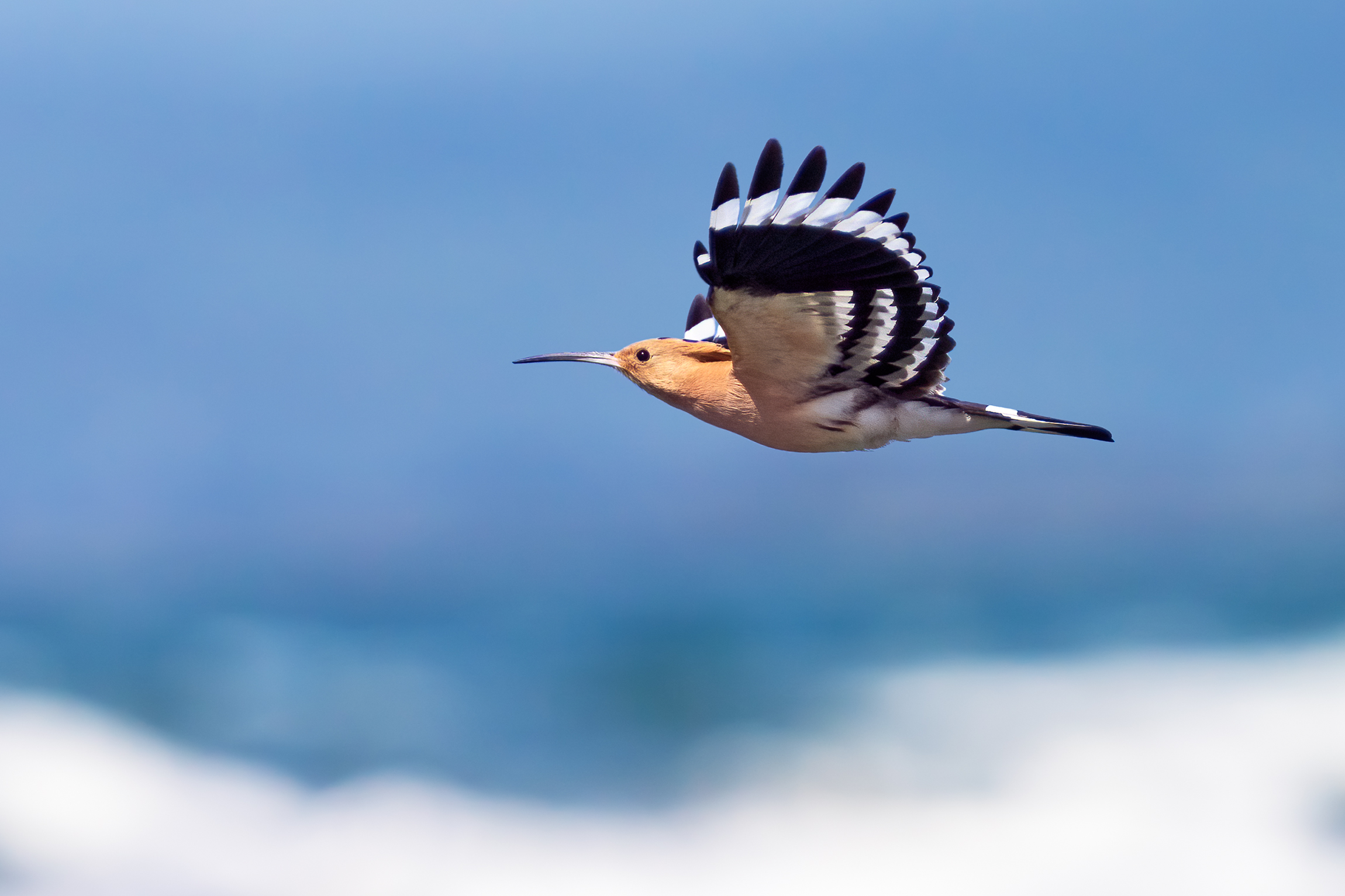 Upupa in spring migration