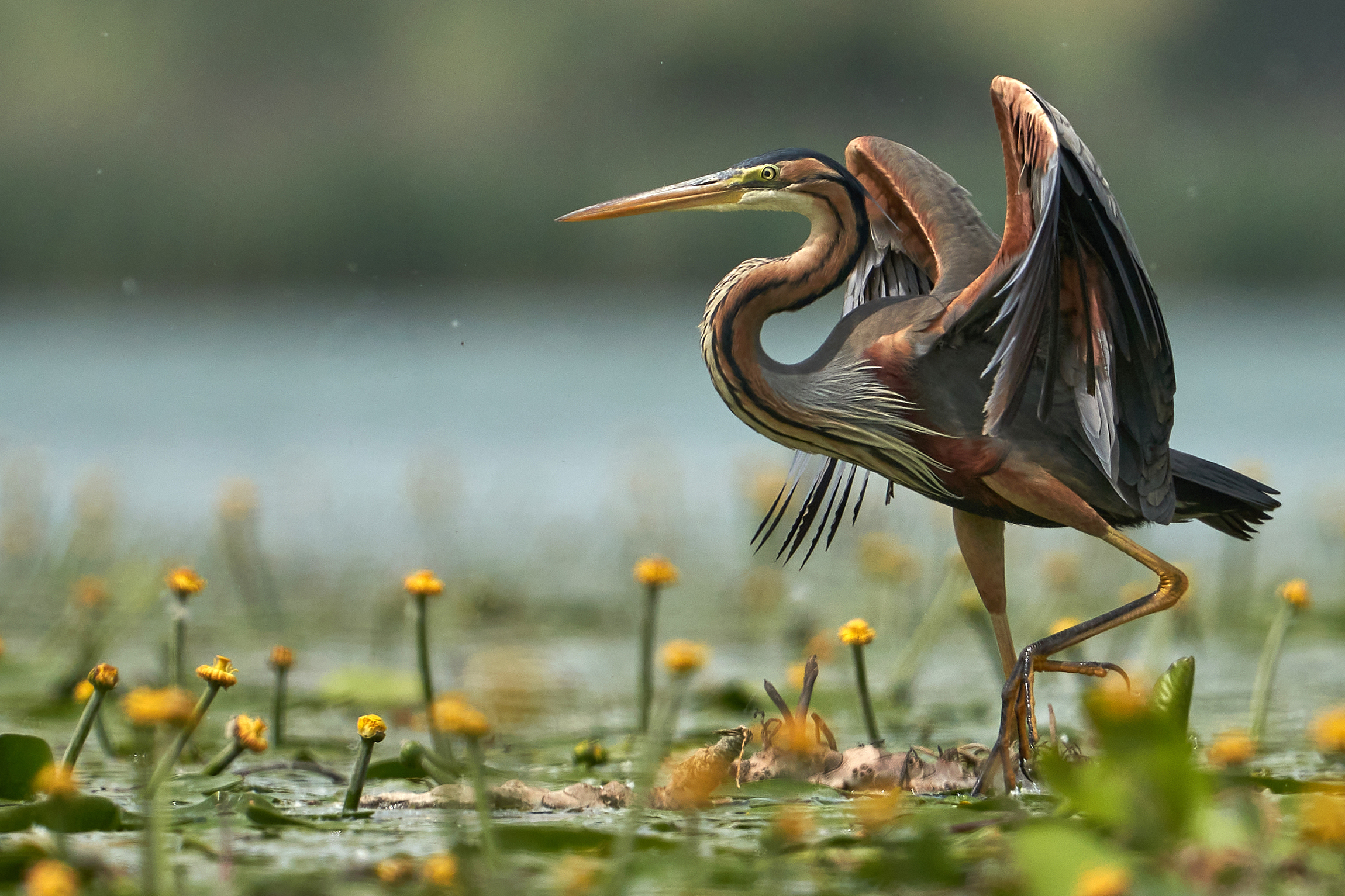 Red heron on water lilies