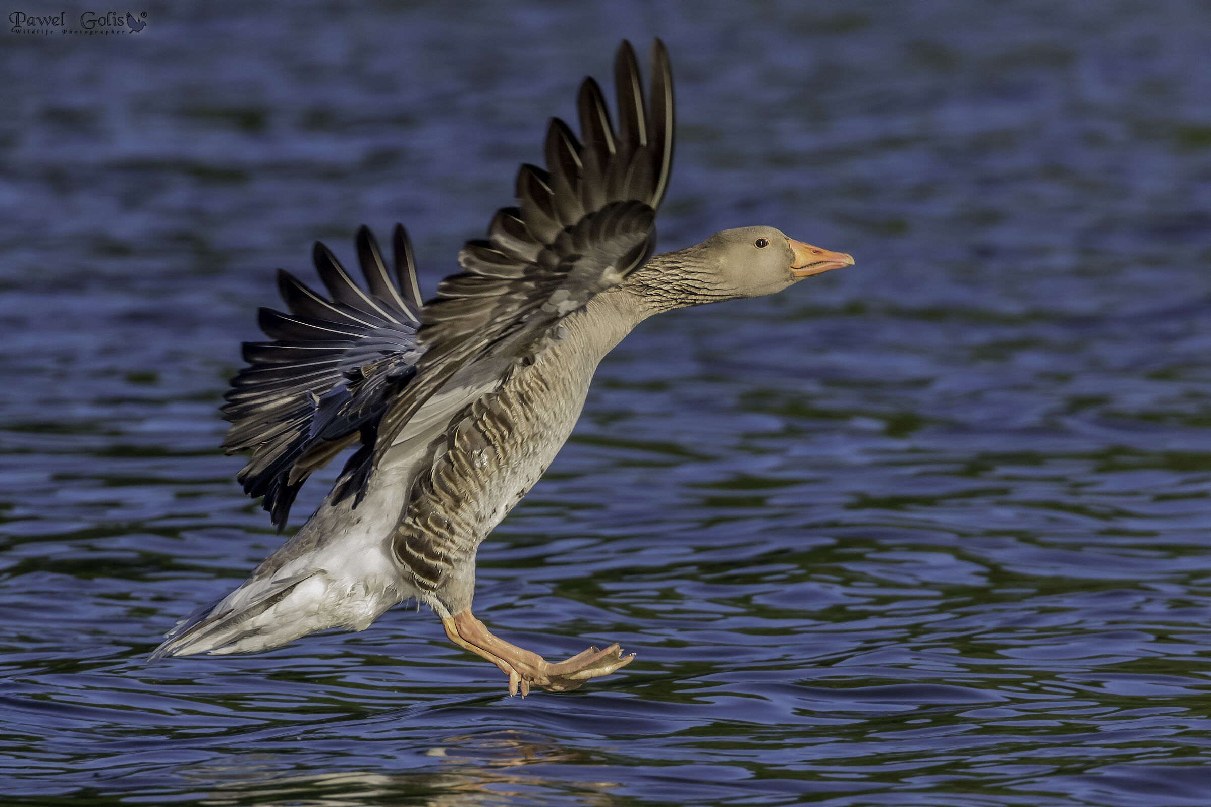 Greylag goose (Anser anser)