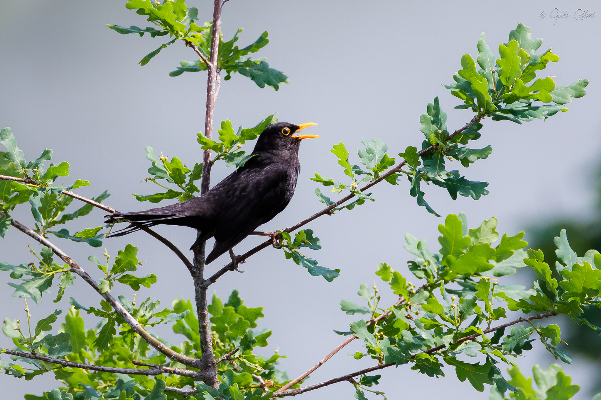 Sing that passes you