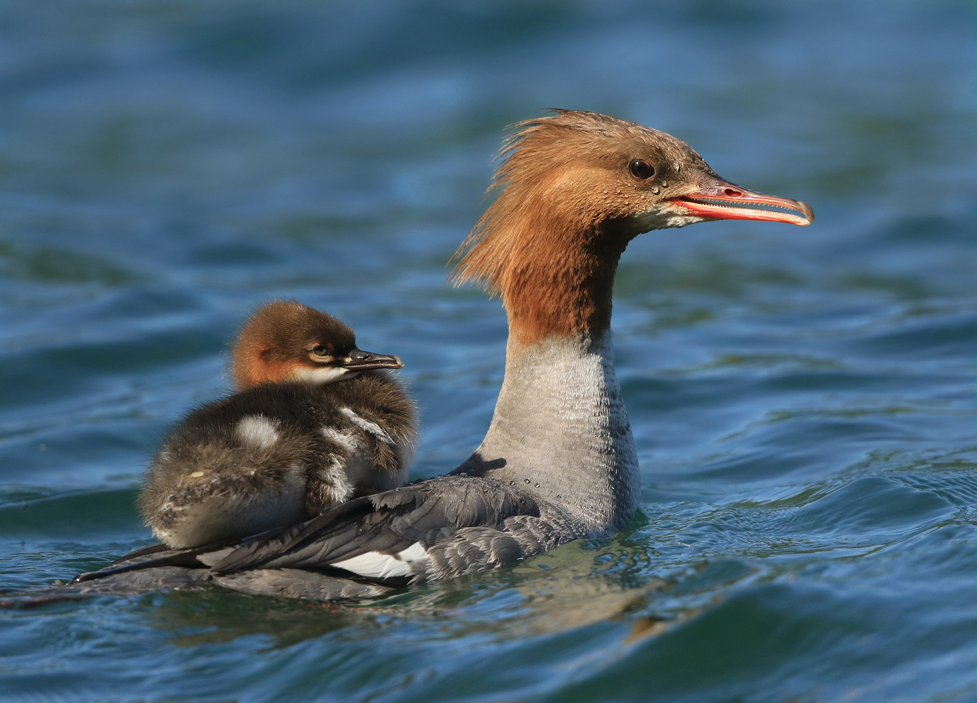 smergo maggiore. maternità