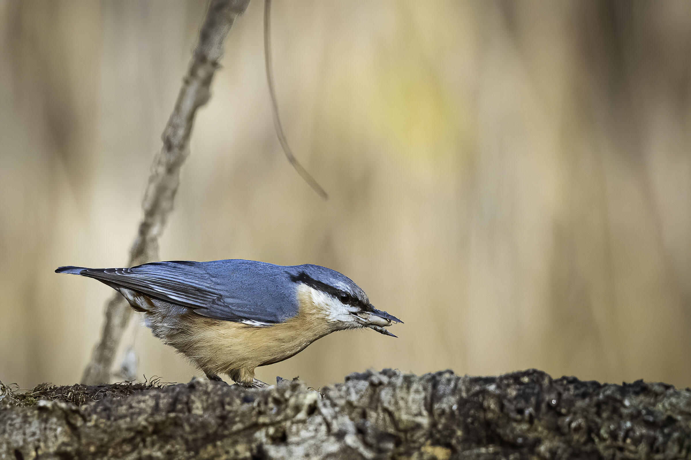 Woodpecker Mason No.1