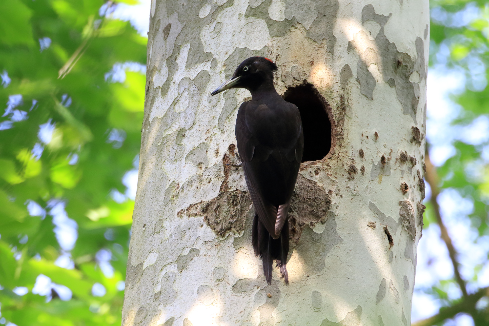 Black woodpecker