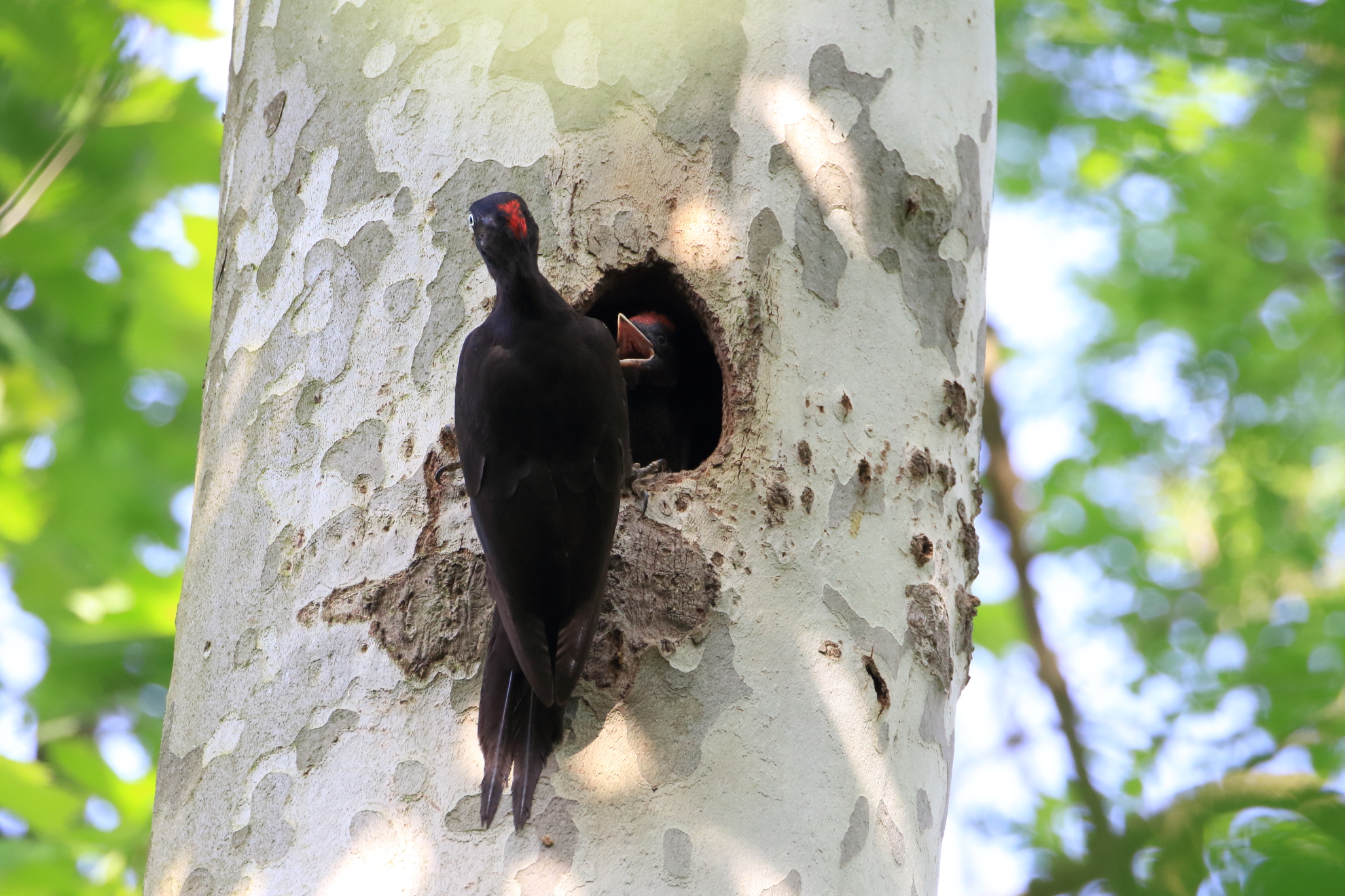 Black Woodpecker 2