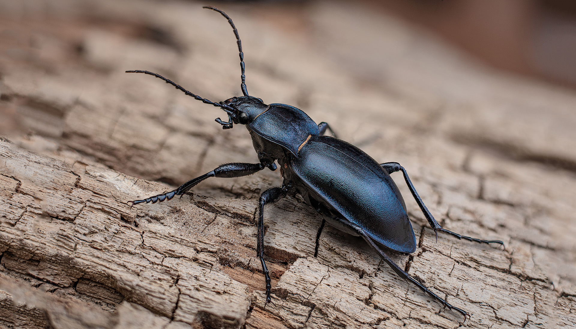 Carabus glabratus