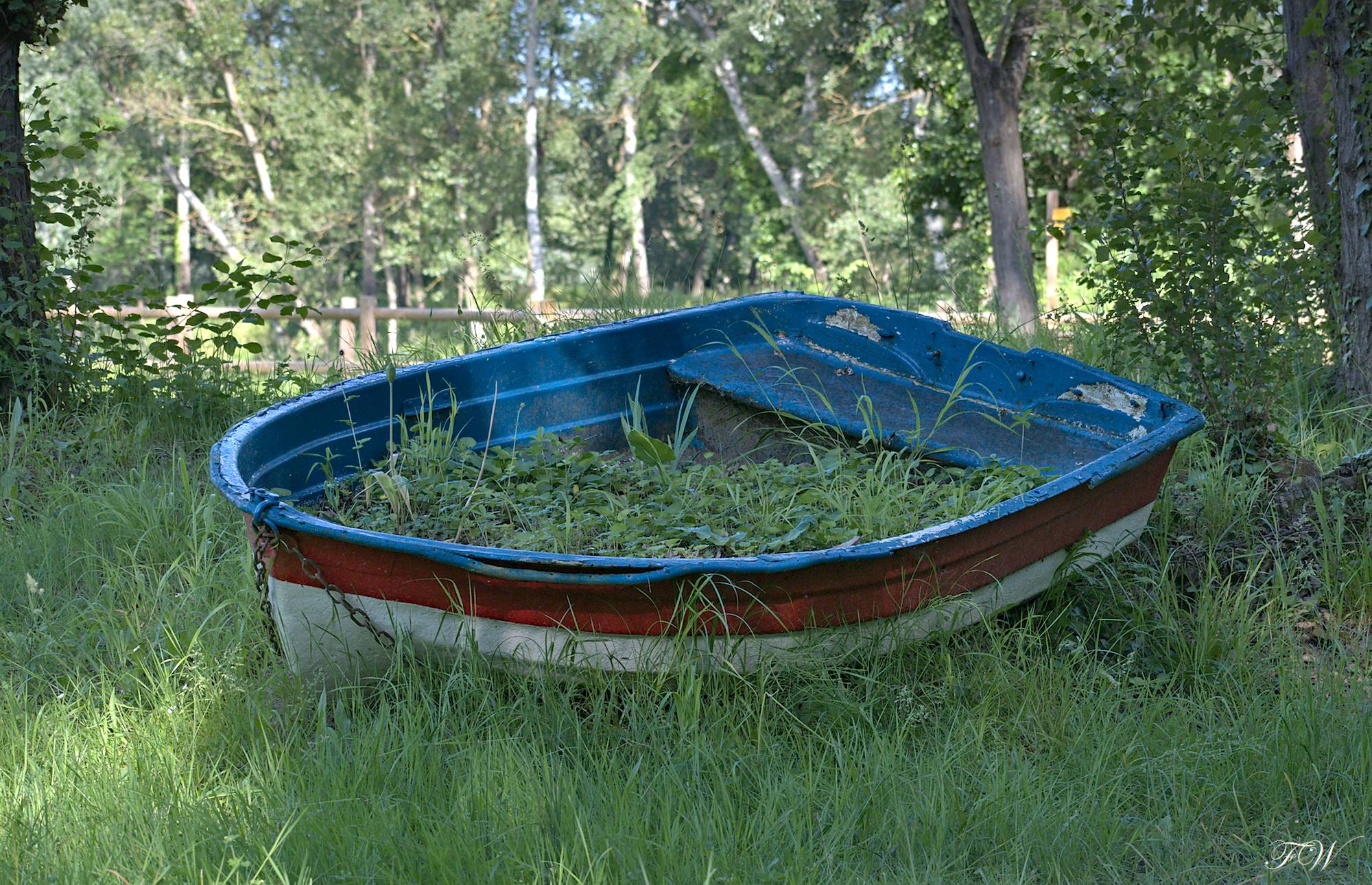 A sea of grass