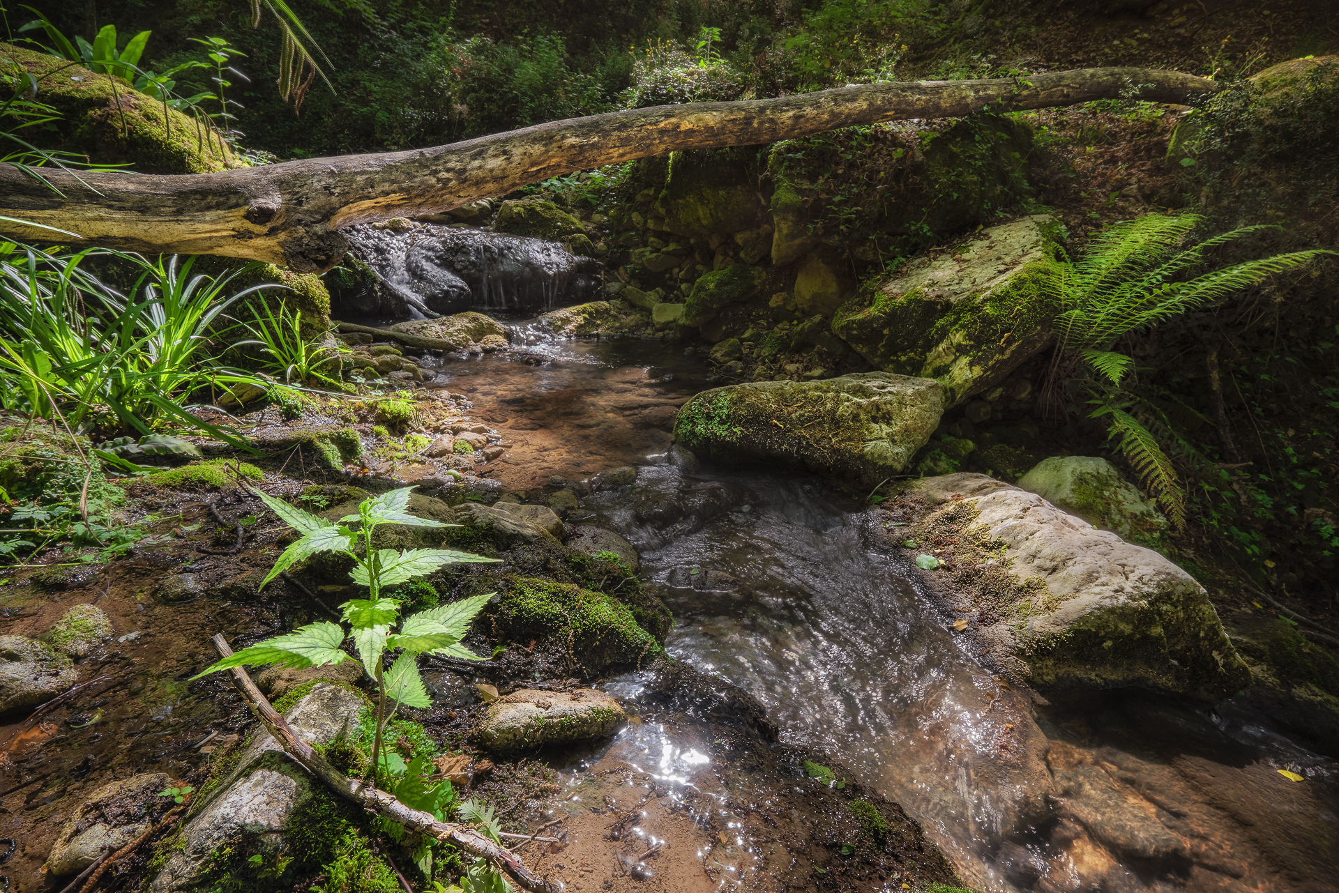 welcome to the jungle