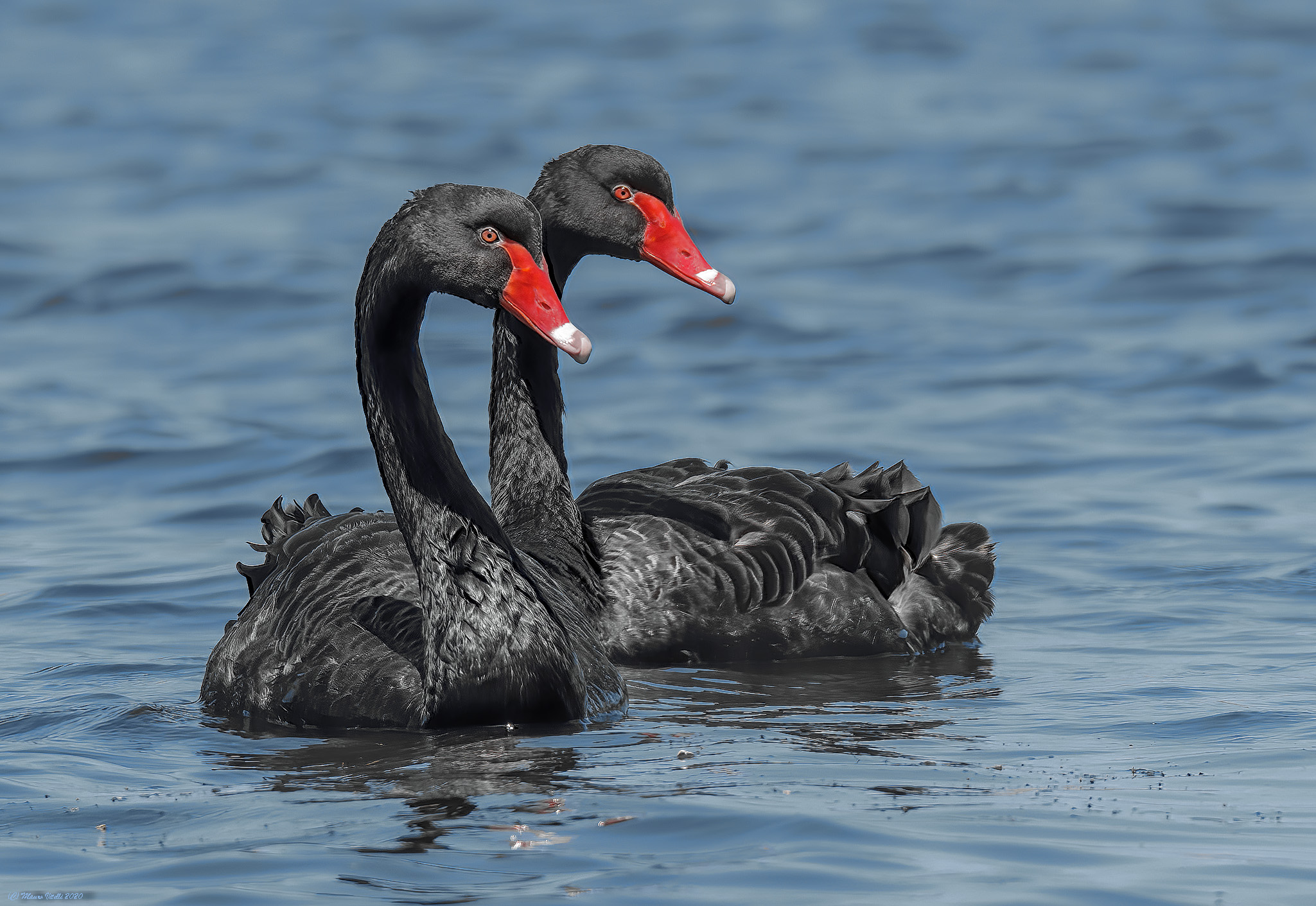 Black Swans (Cygnus atratus)
