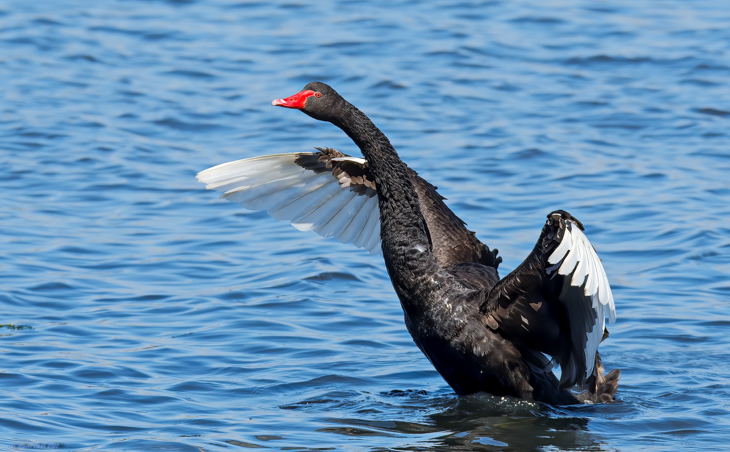 Black Swan (Cygnus atratus)