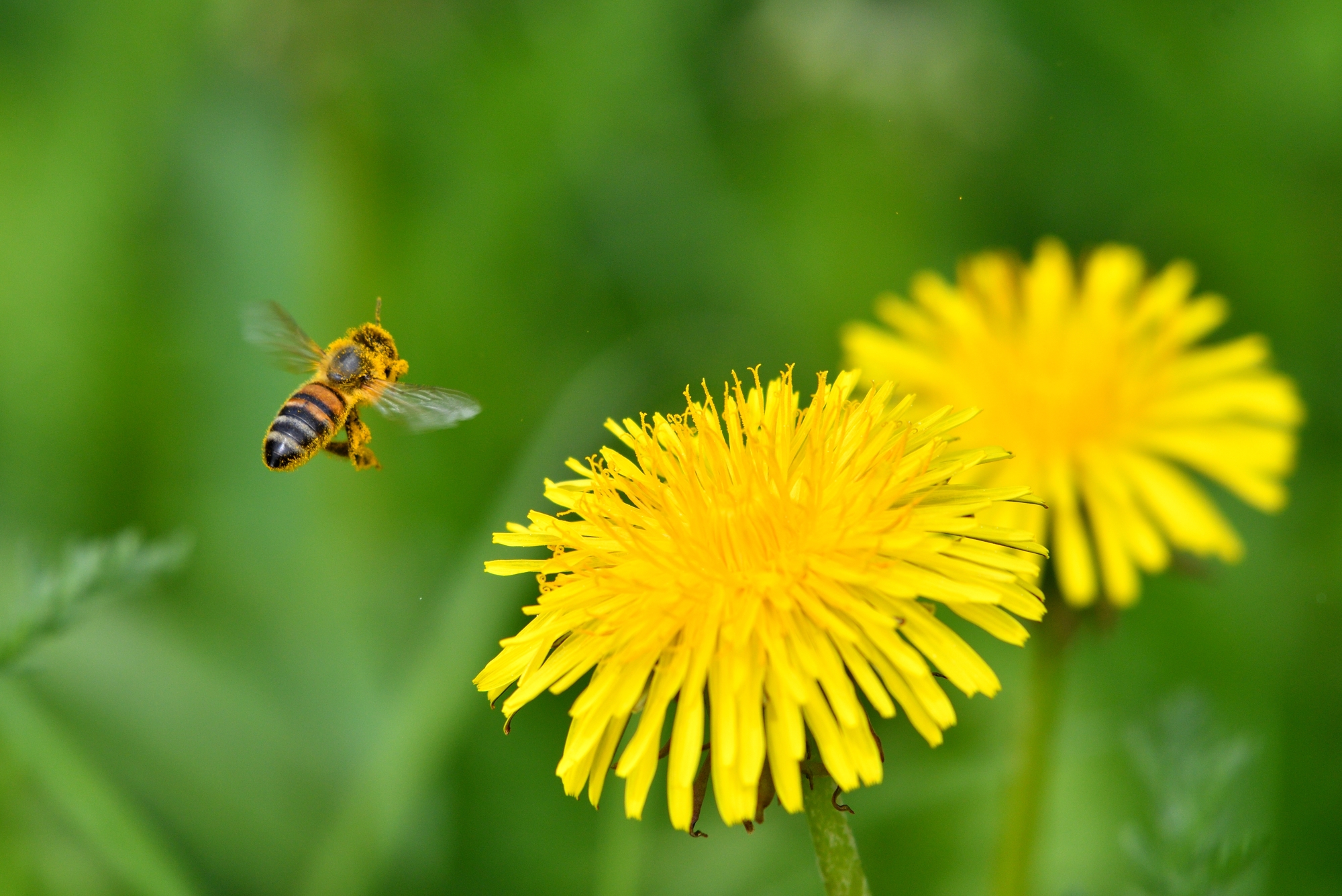 chi va al mulino s'infarina....