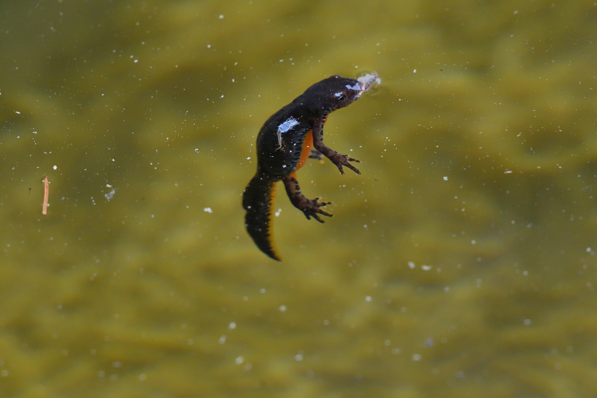 newt preying on a mosquito