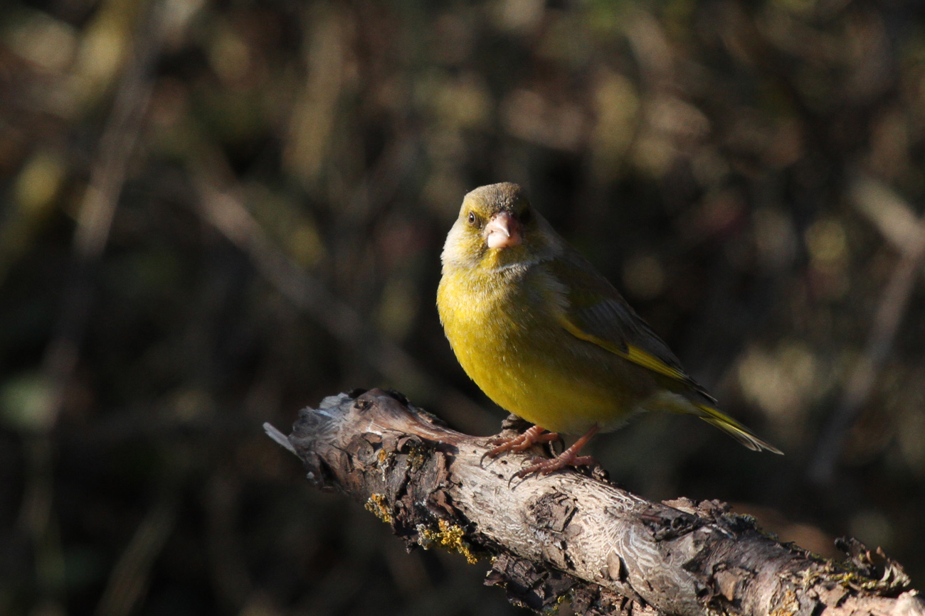 greenfinch
