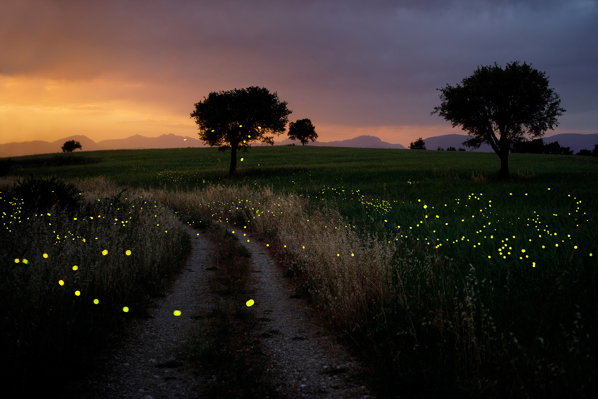 :: Fireflies ::