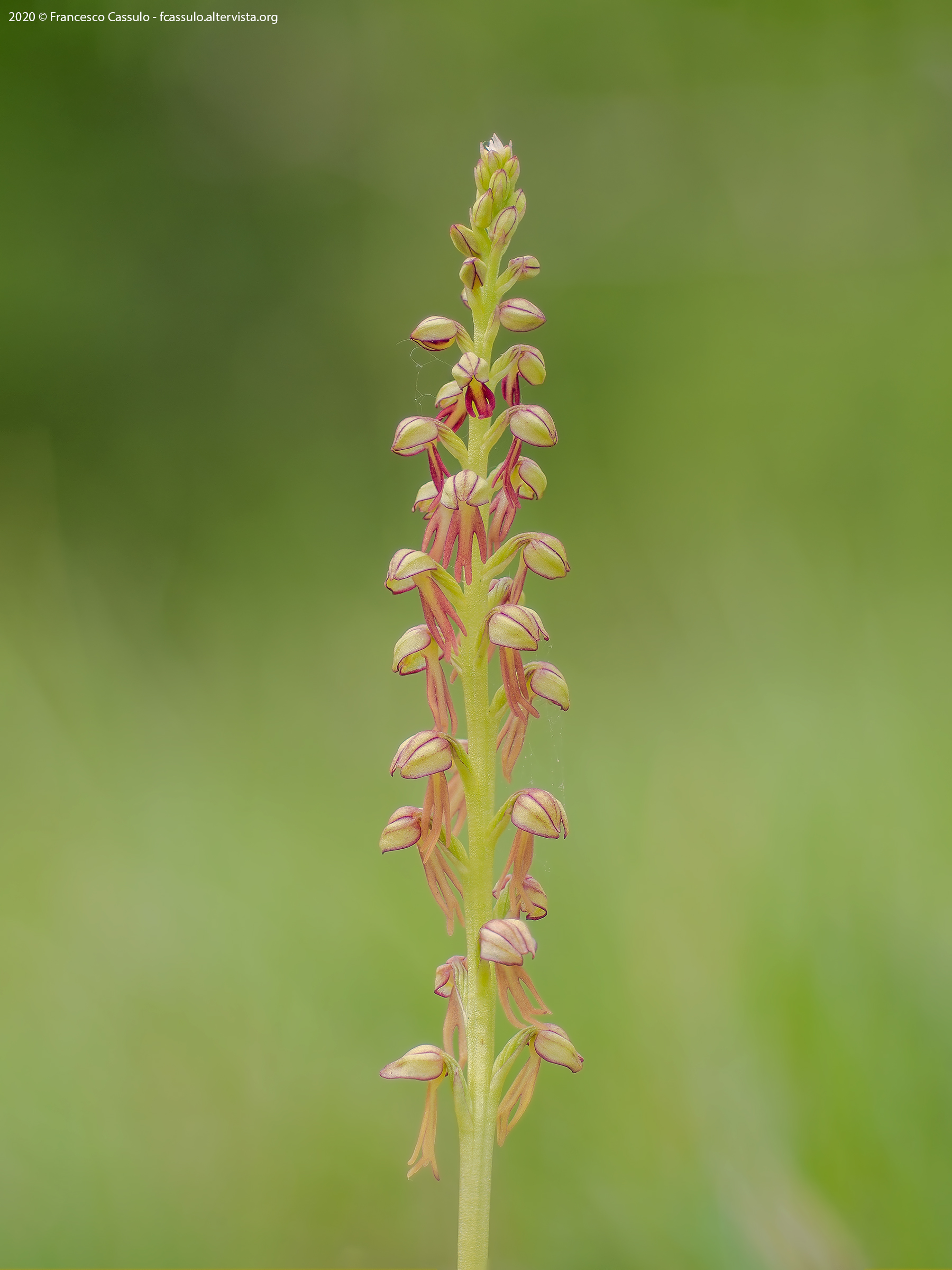 Orchis anthropophora