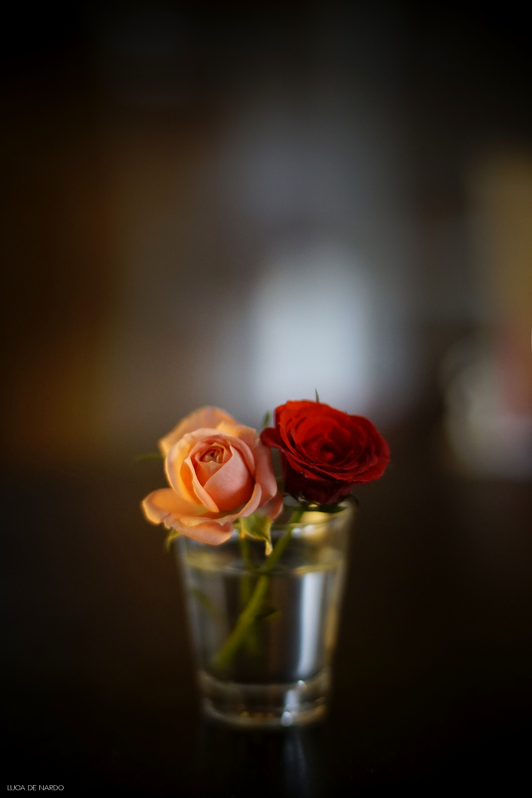 2 ROSES TOGETHER (Revuenon 55mm f1.2 - Sony A6000)