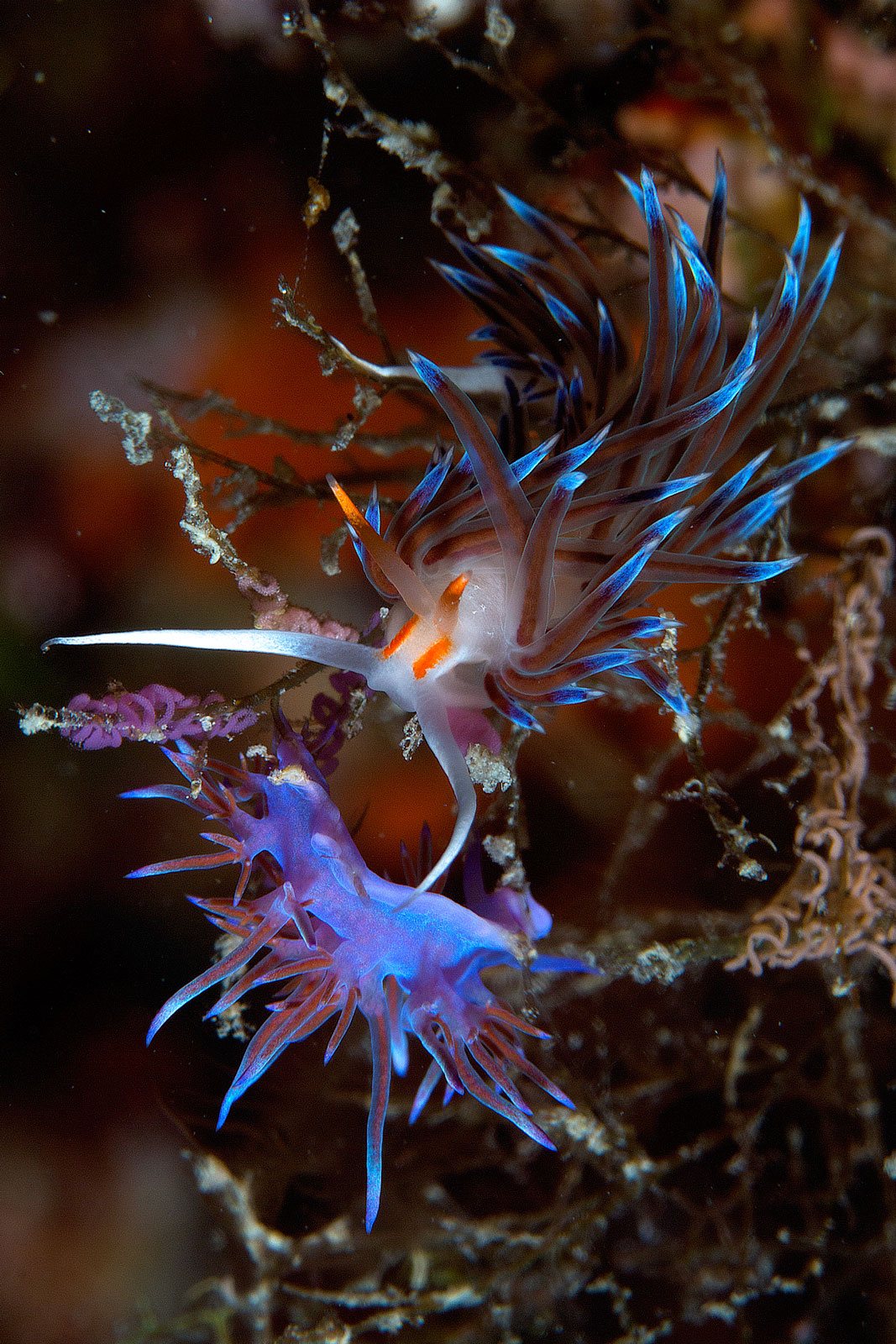 Nudibranchi