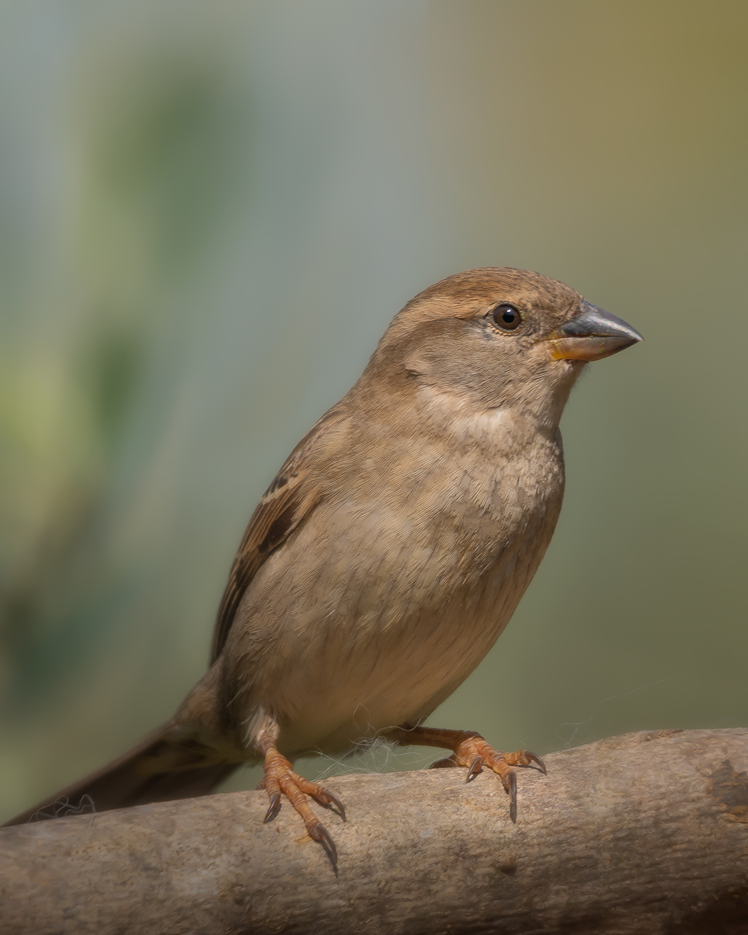 female sparrow