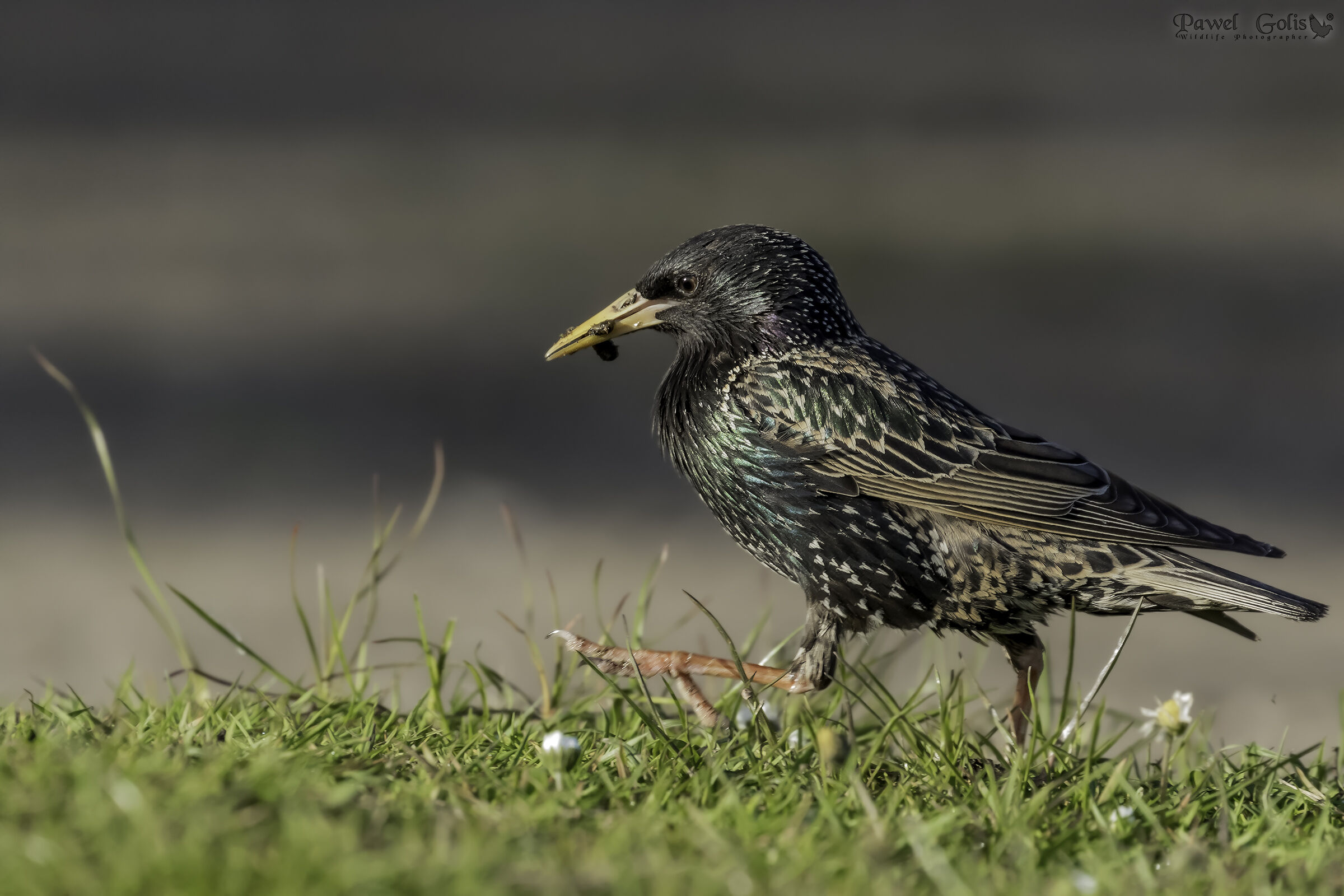 Starling on a walk (Sturnus vulgaris)