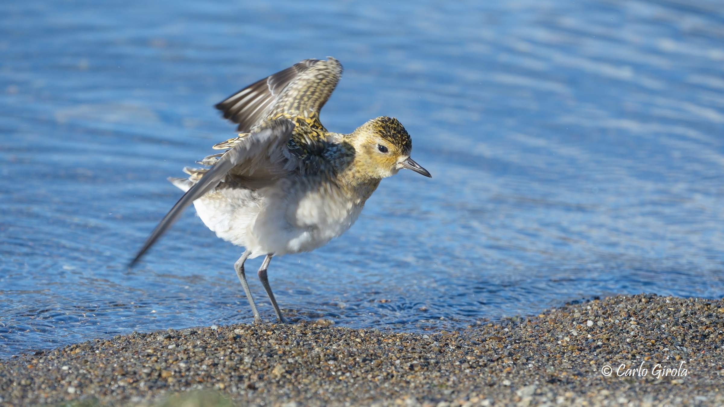 Piviere orientale (Pluvialis fulva)