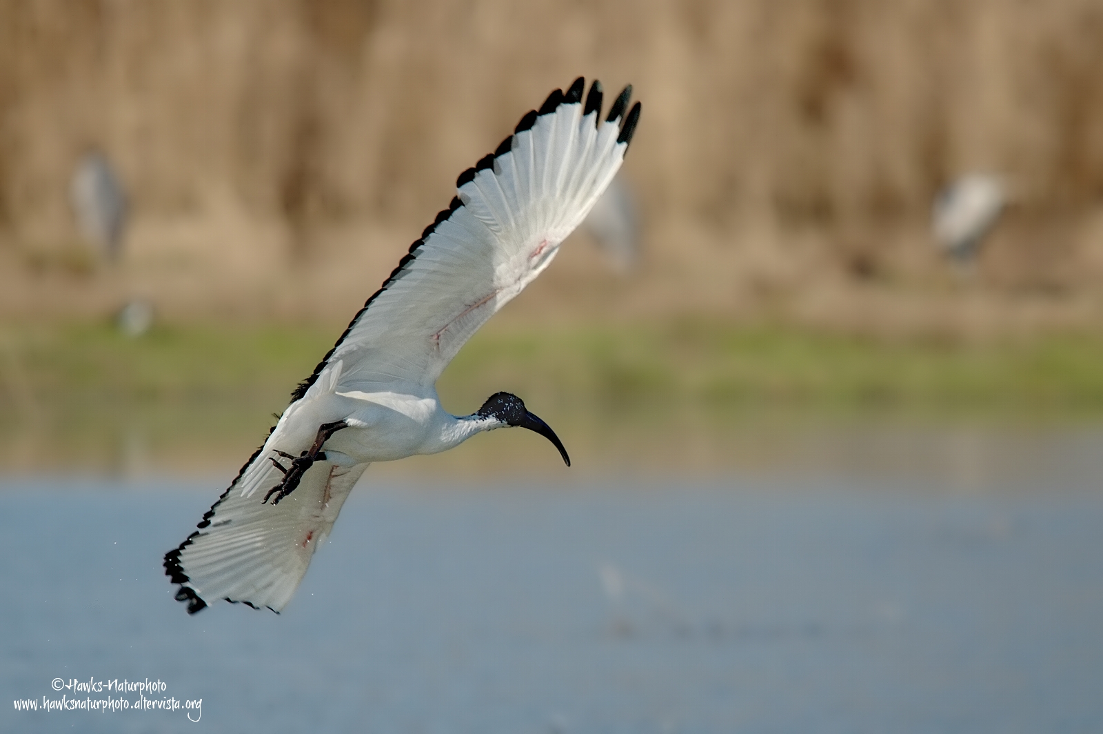 Sacred Ibis in flight