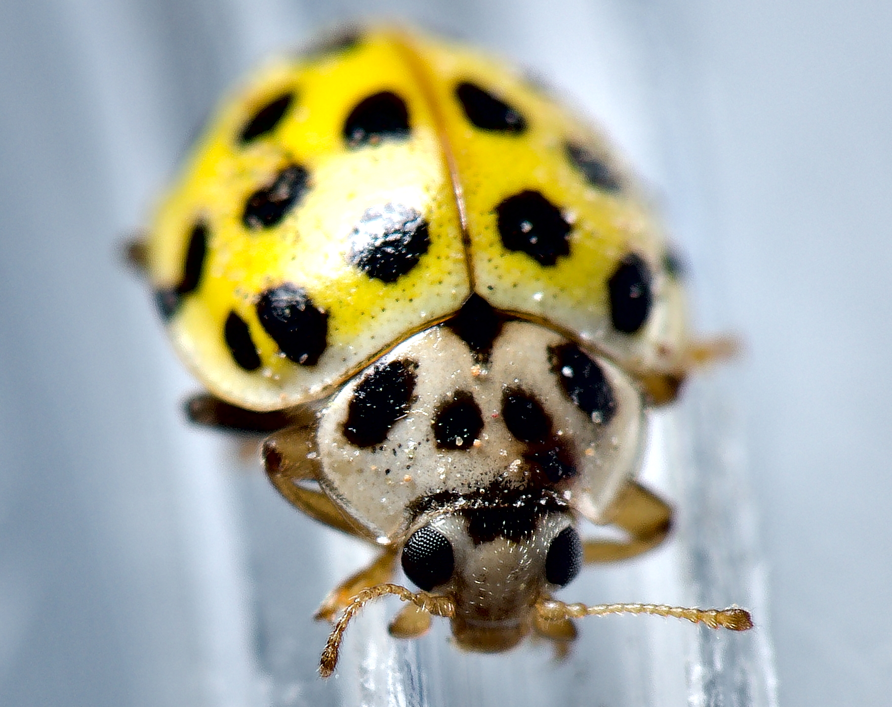Quanto è piccola una coccinella? Quanto è gran...
