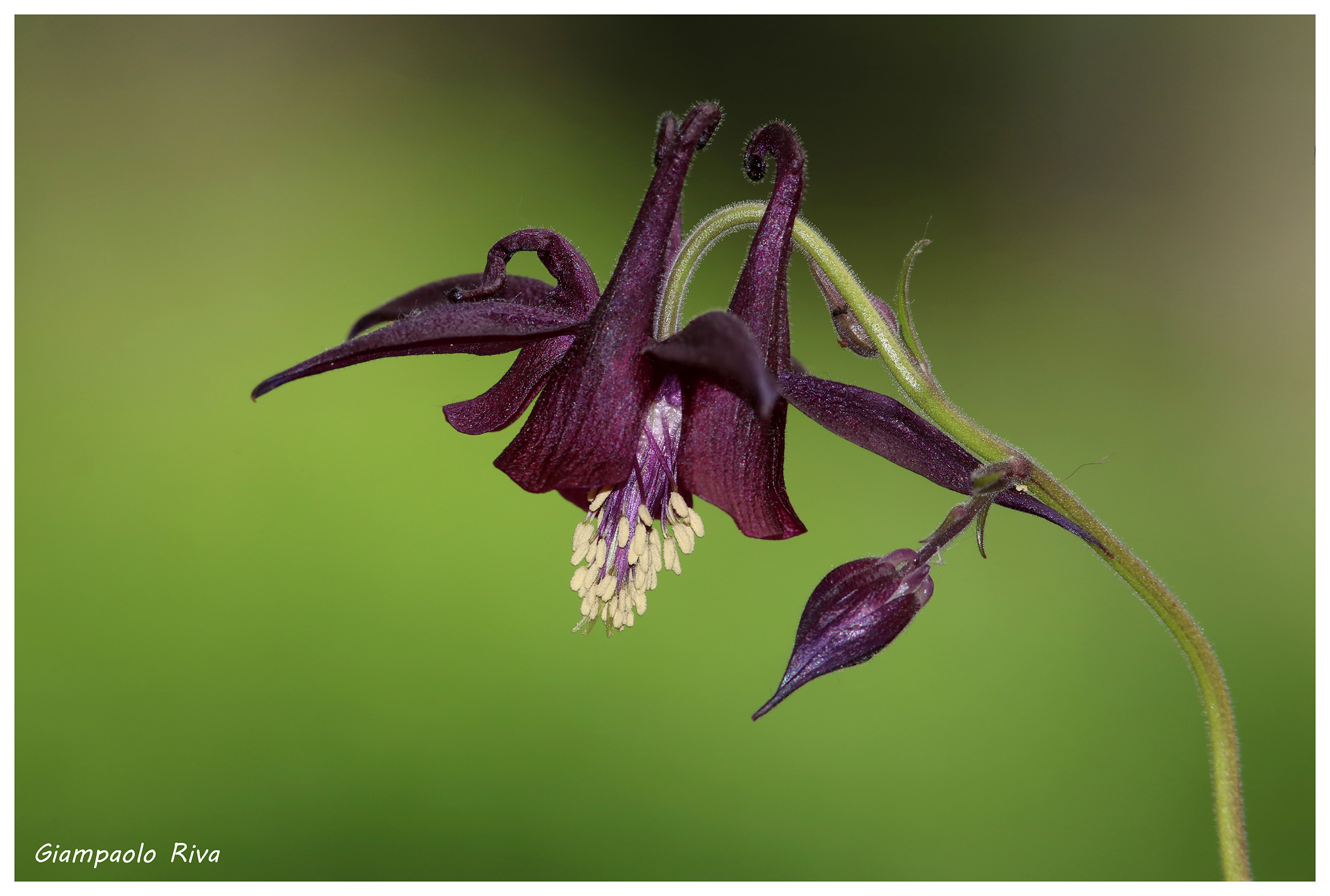 aquilegia atrata