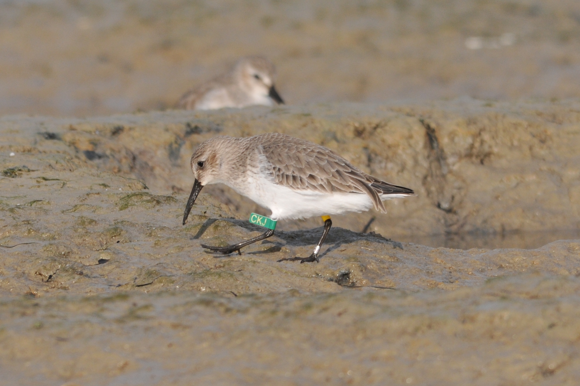 Black belly from another place...