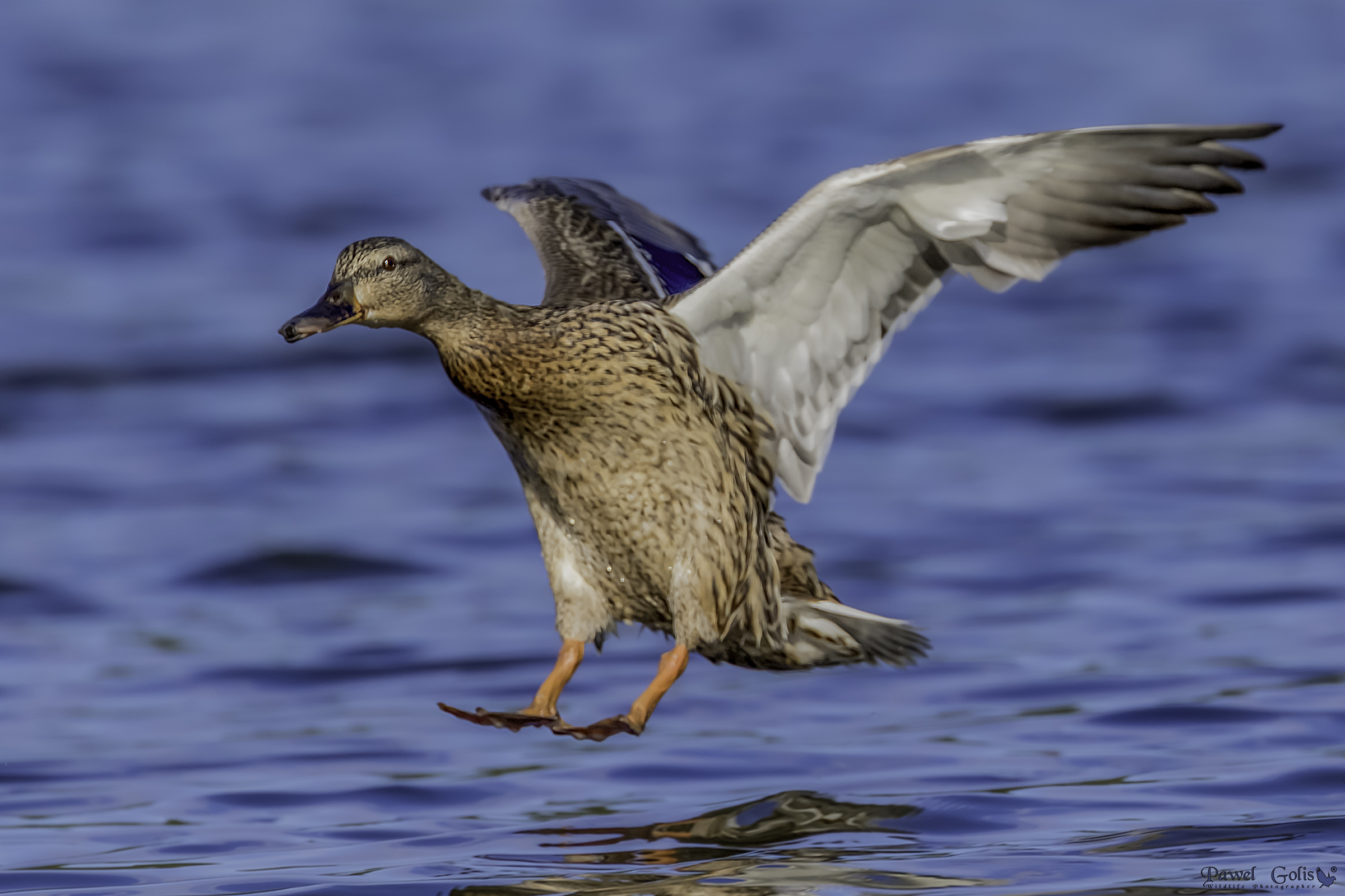 Il germano reale (Anas platyrhynchos)