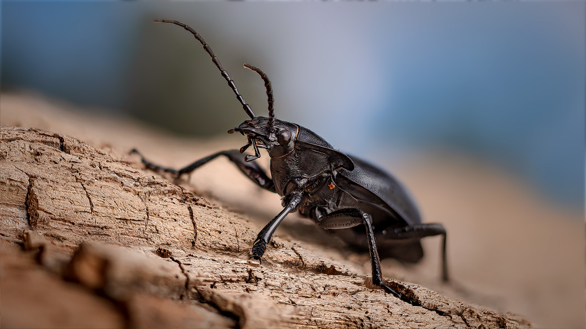 Carabus glabratus