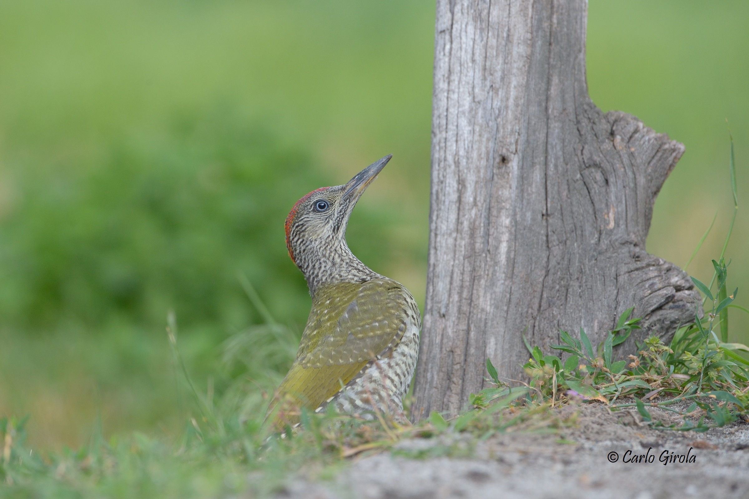 Green woodpecker (Picus viridis)