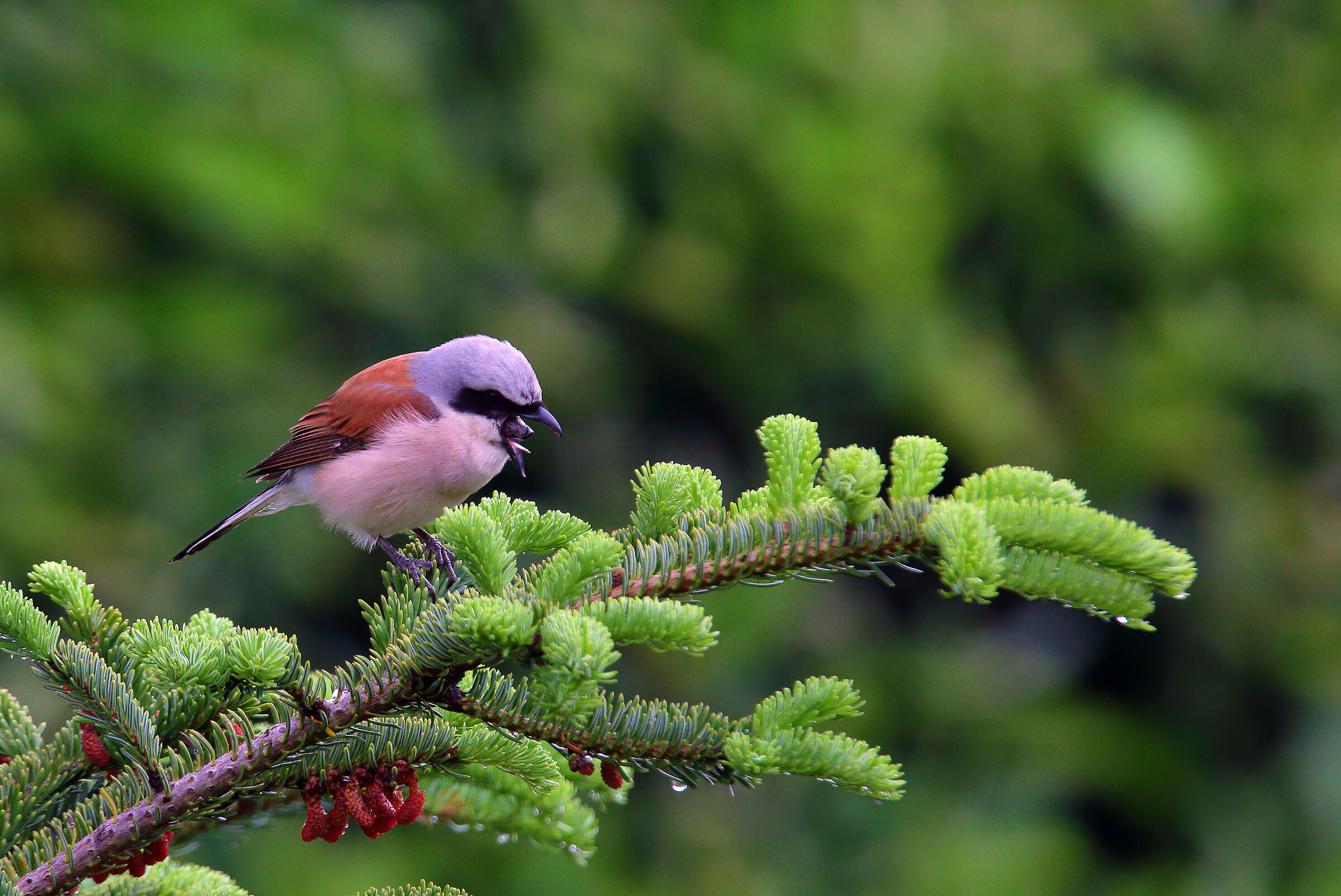 la fine del pasto...