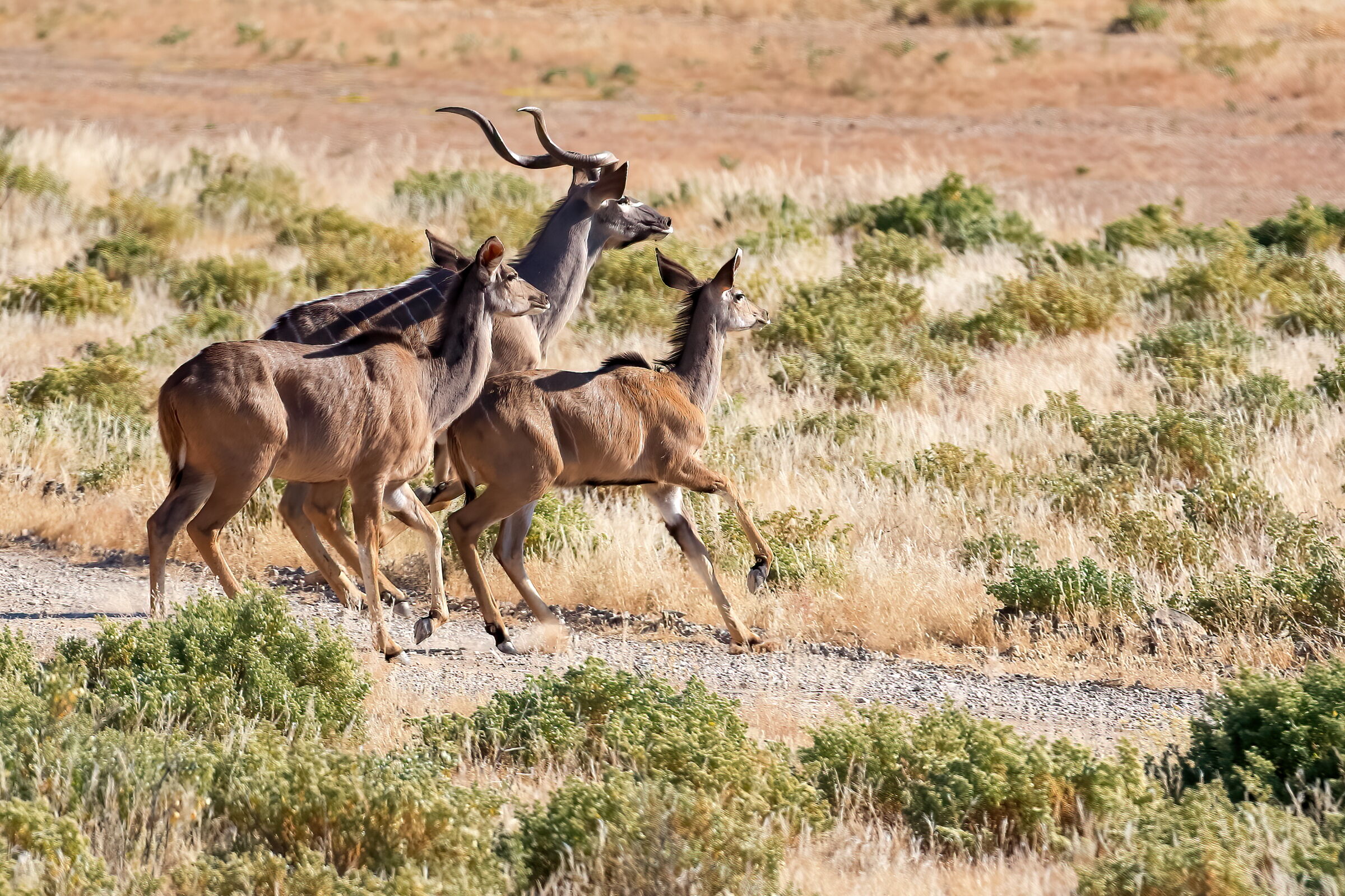 Kudu