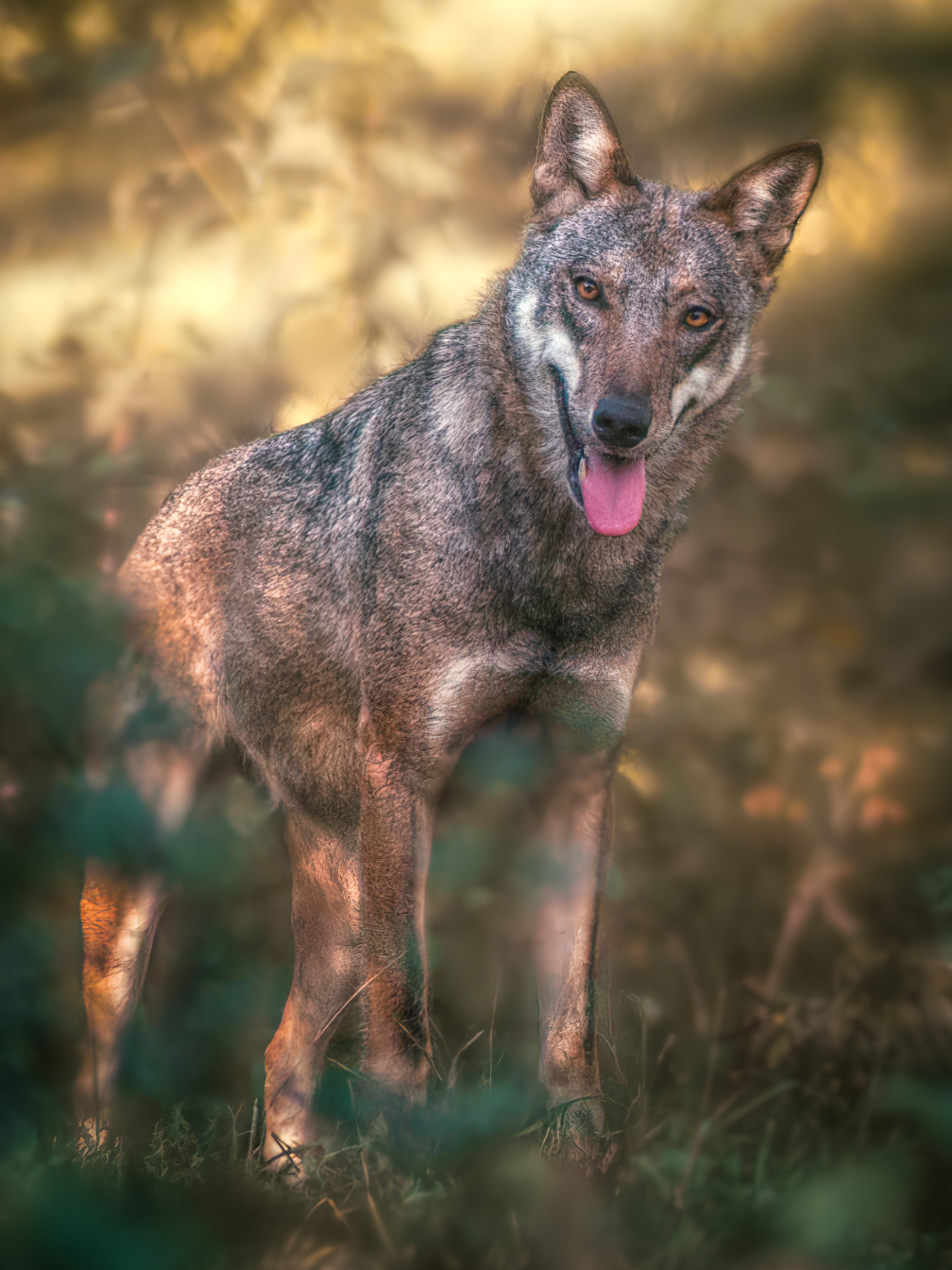 Il lupo di Civitella Alfedena