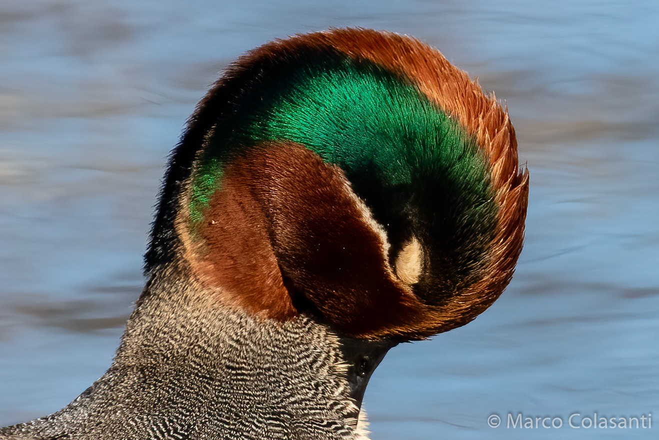 Teal.... Portrait